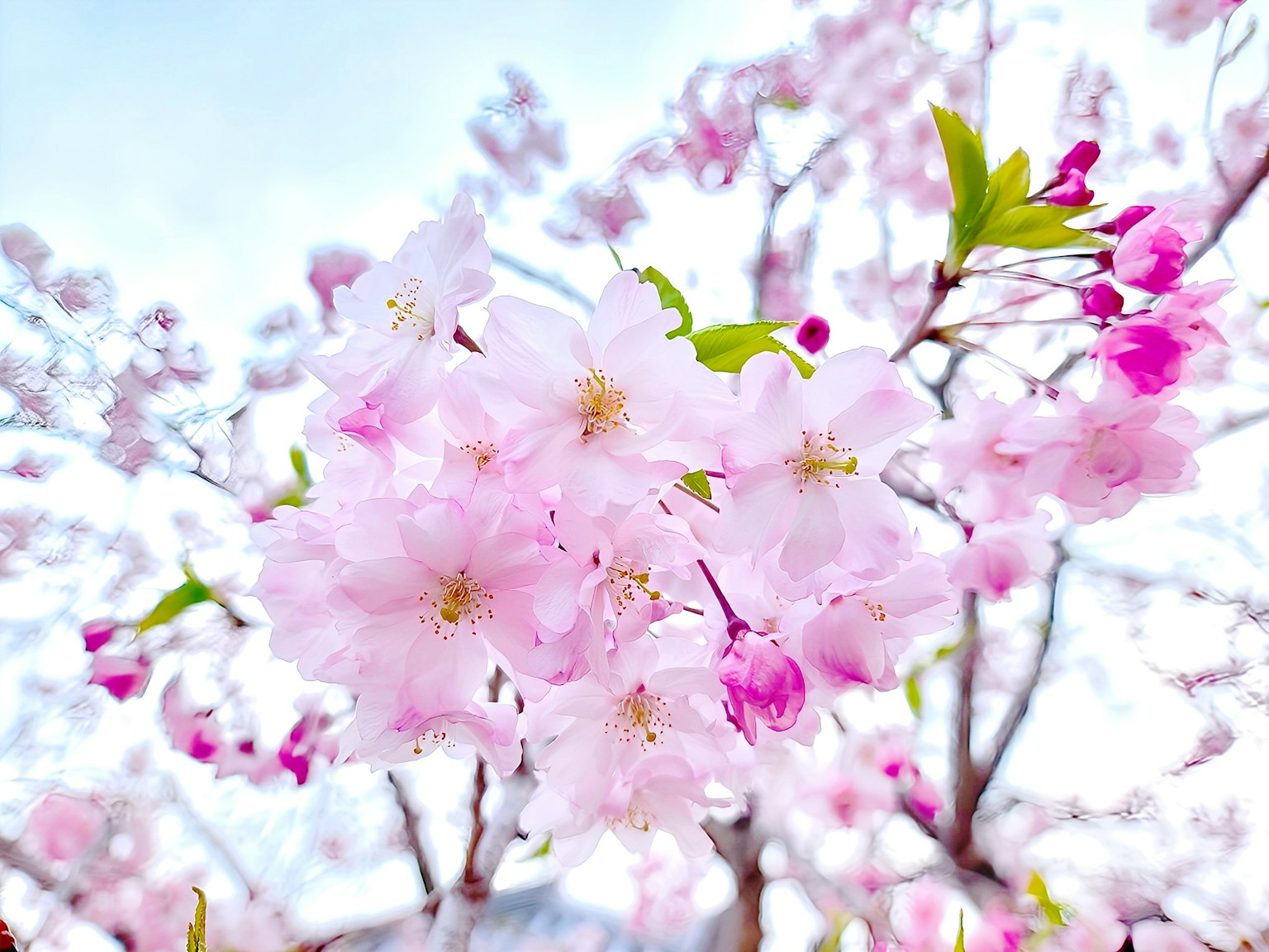 Close-up of delicate pink cherry blossoms on branches