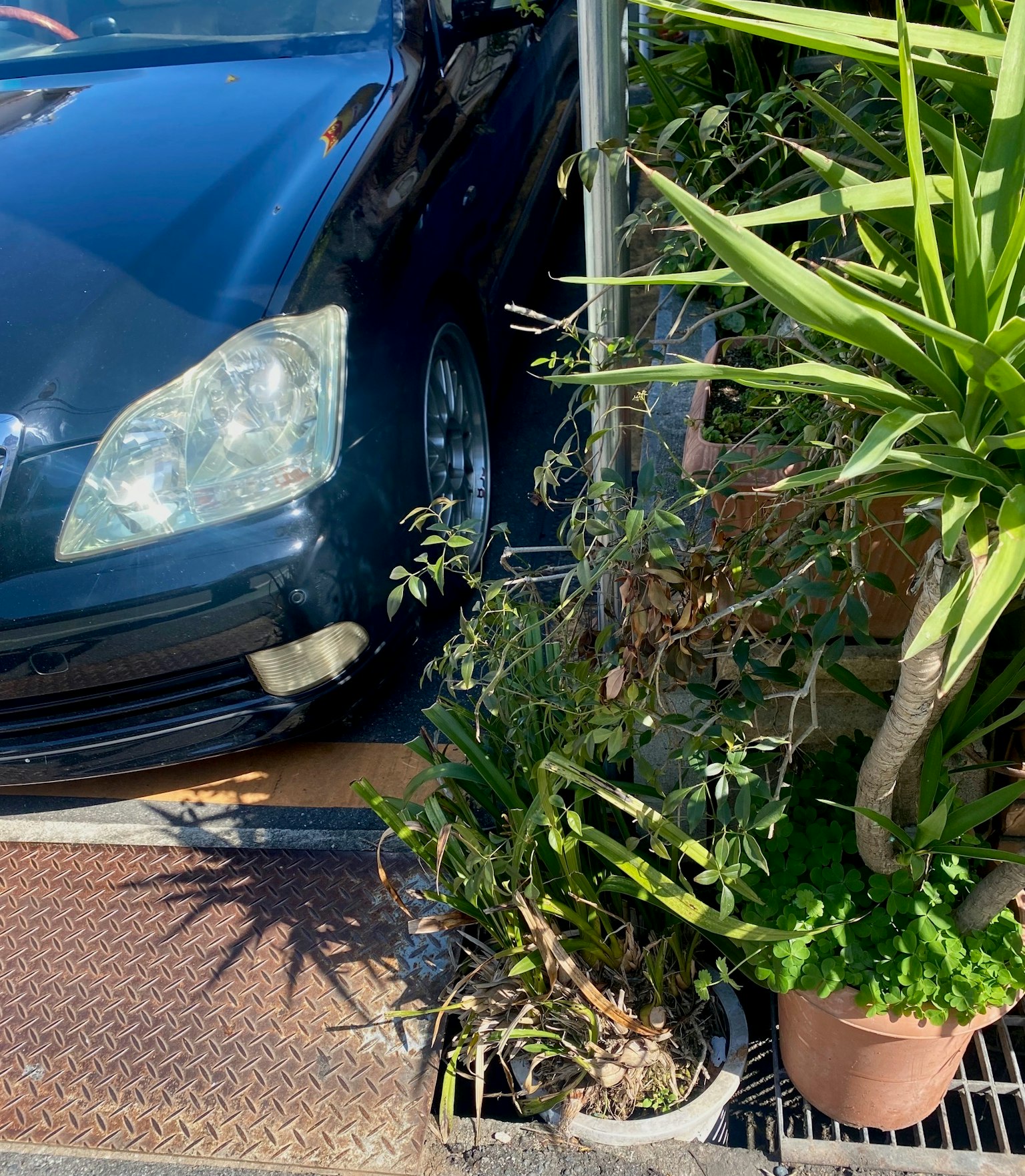 Un'auto blu parcheggiata accanto a varie piante verdi