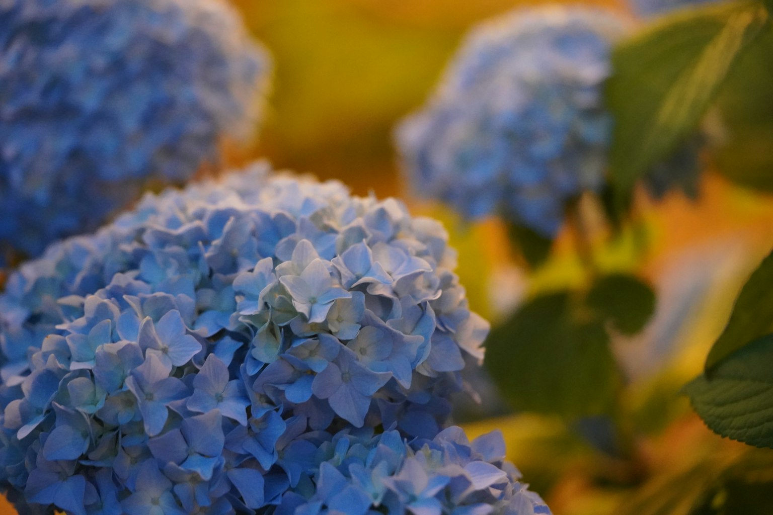 Fleurs d'hortensia bleues magnifiques en pleine floraison