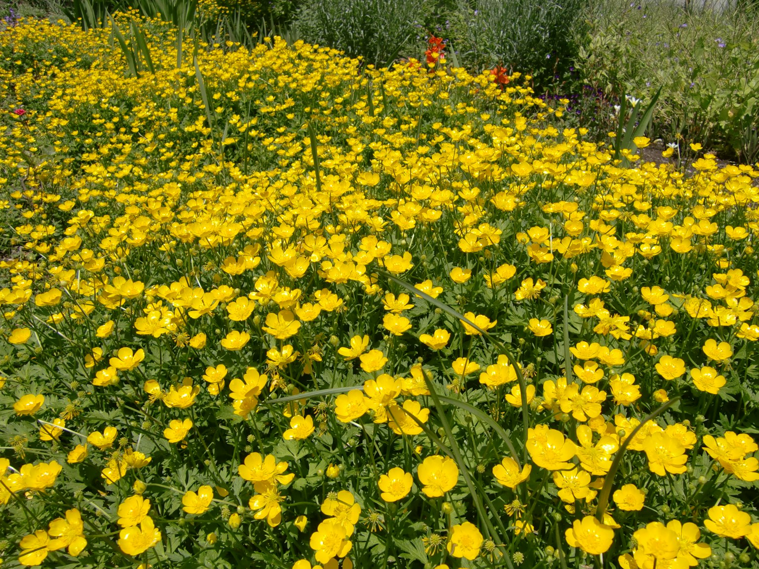 Un vaste champ couvert de fleurs jaunes vives