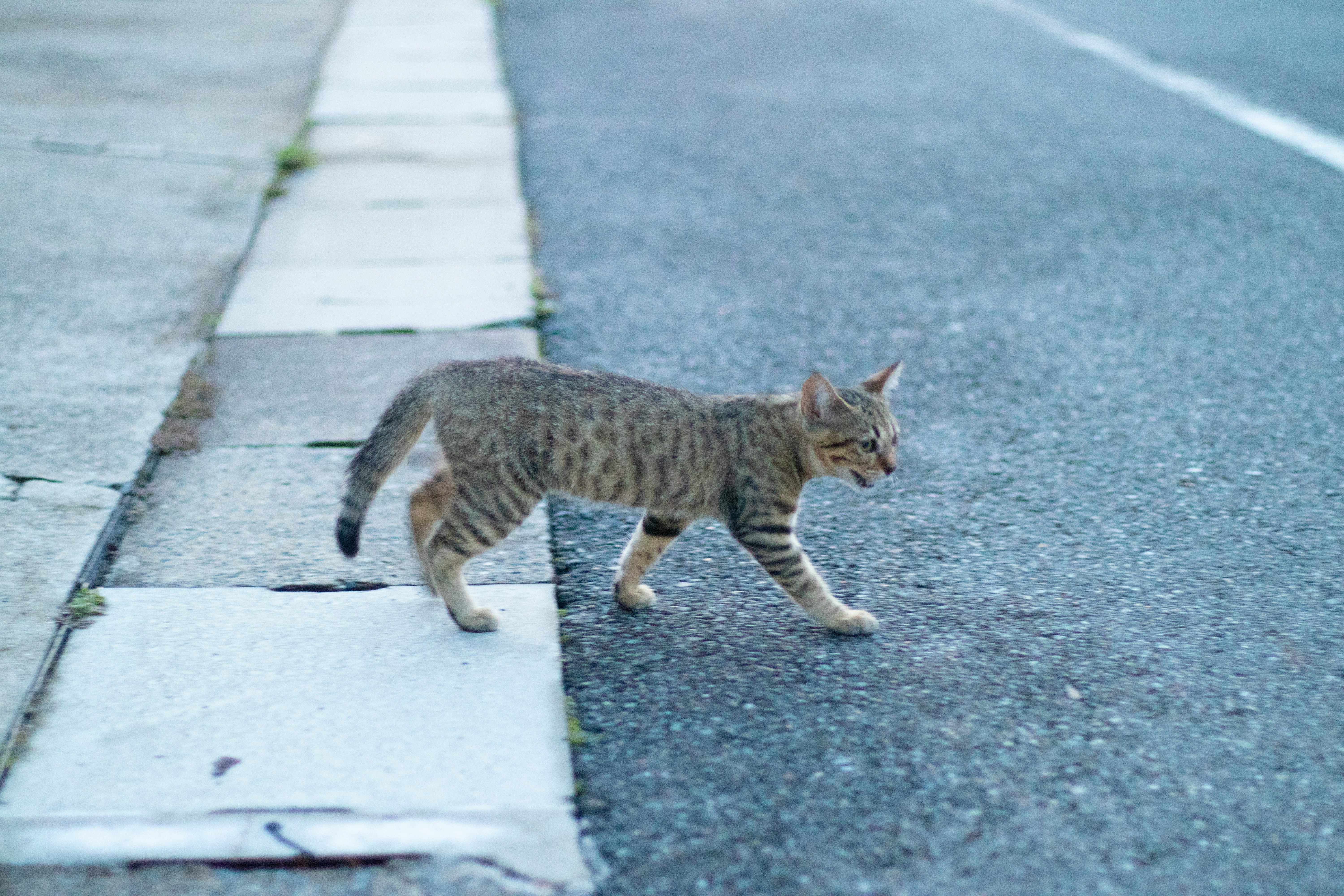 歩道の縁石沿いを歩く野良猫
