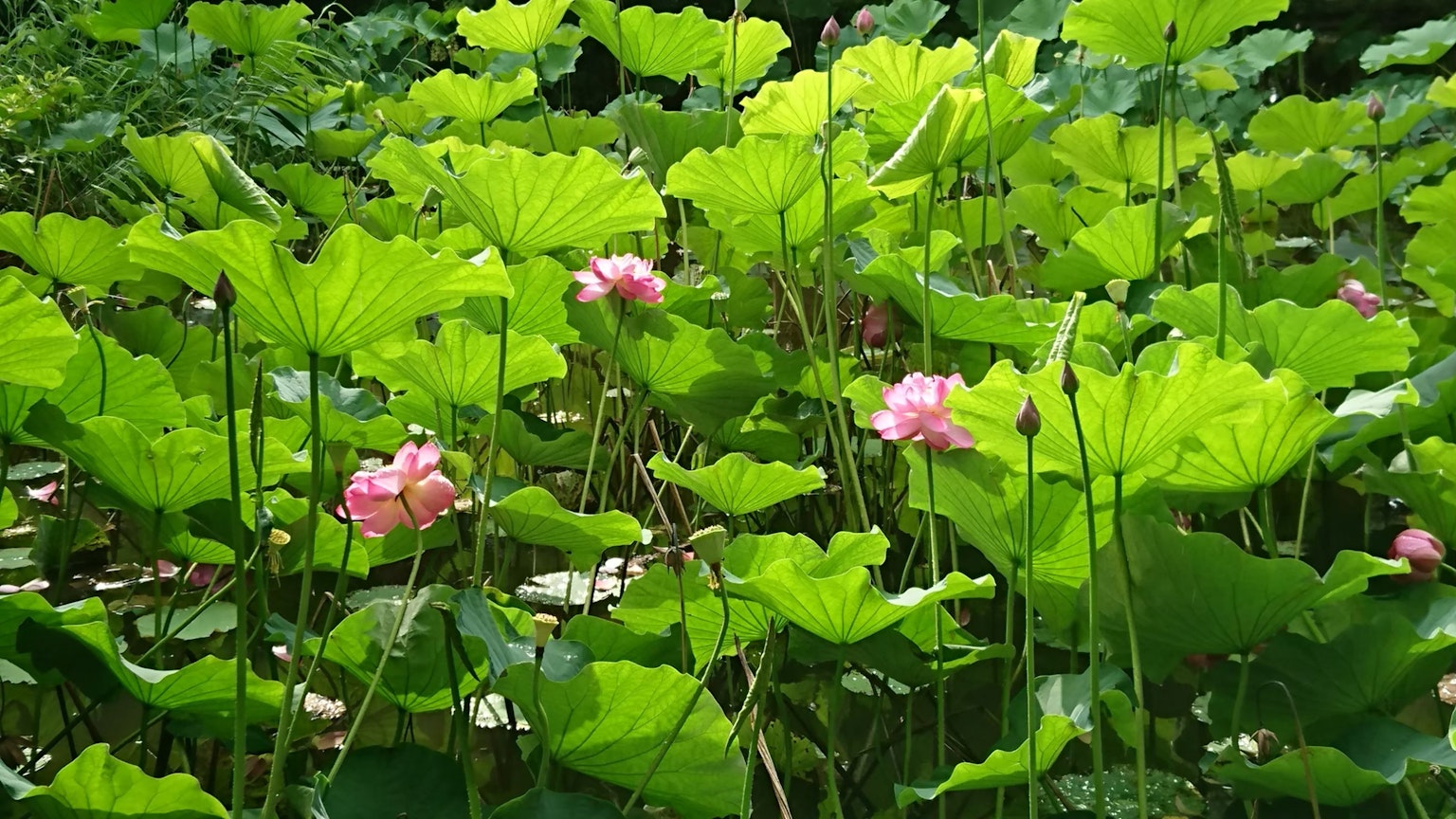 Pemandangan dengan bunga lotus merah muda dikelilingi oleh daun hijau subur