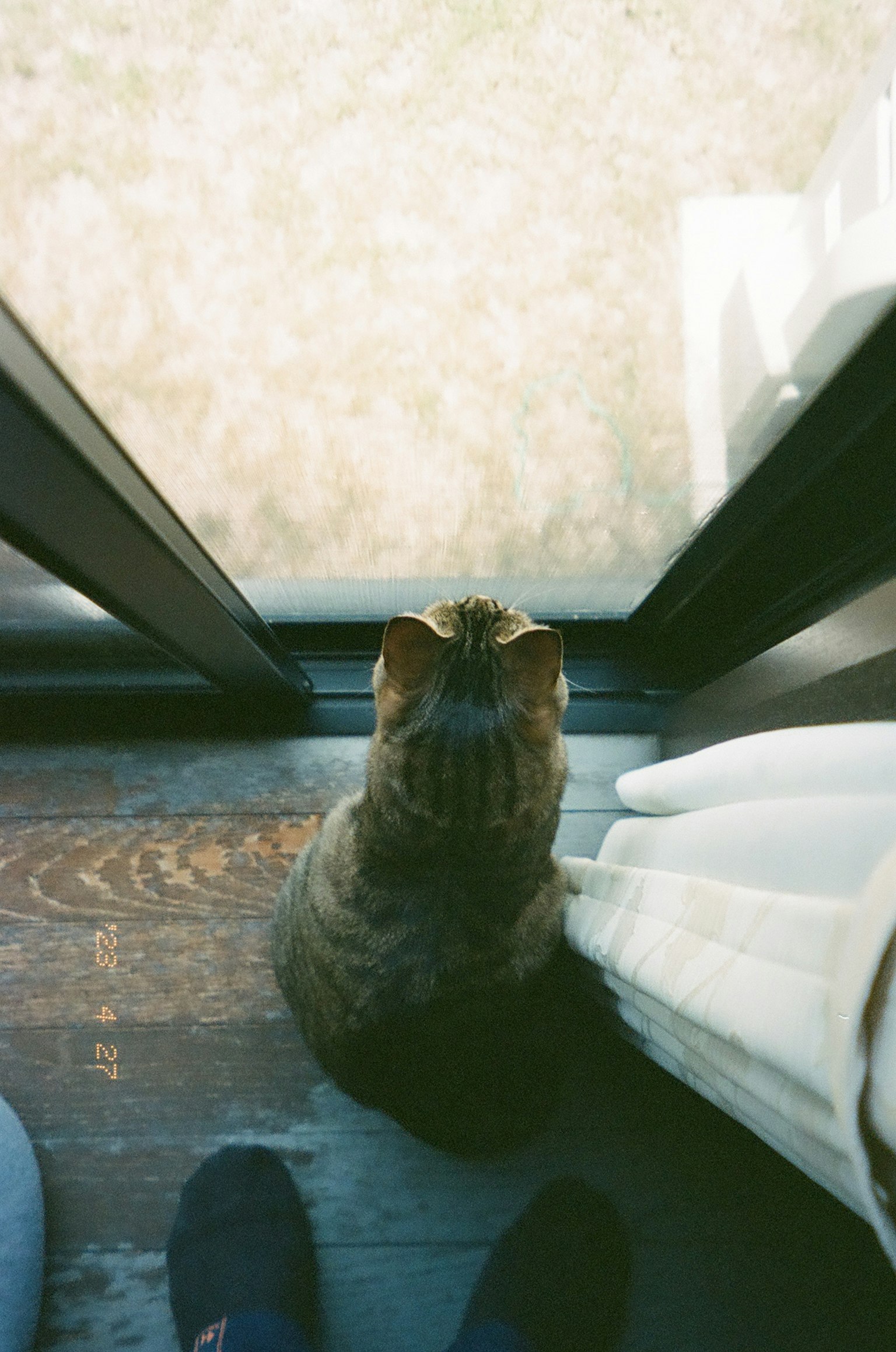 一只坐在窗边的猫，背对着镜头，旁边有一个人的脚
