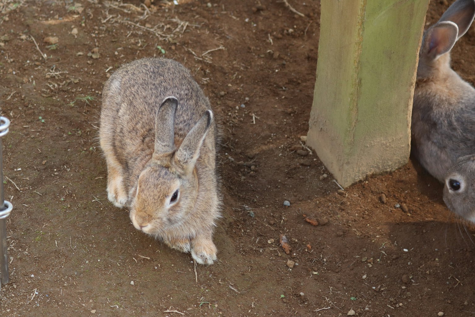 Ein kleiner brauner Hase, der über den Boden läuft, mit einem anderen Hasen im Hintergrund