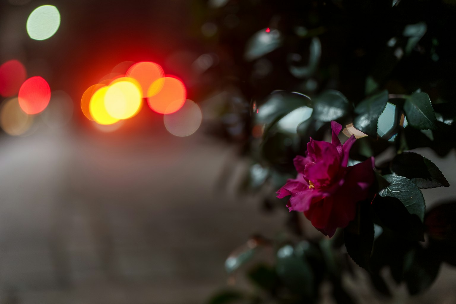 夜間背景中的鮮豔粉色花朵與模糊城市燈光