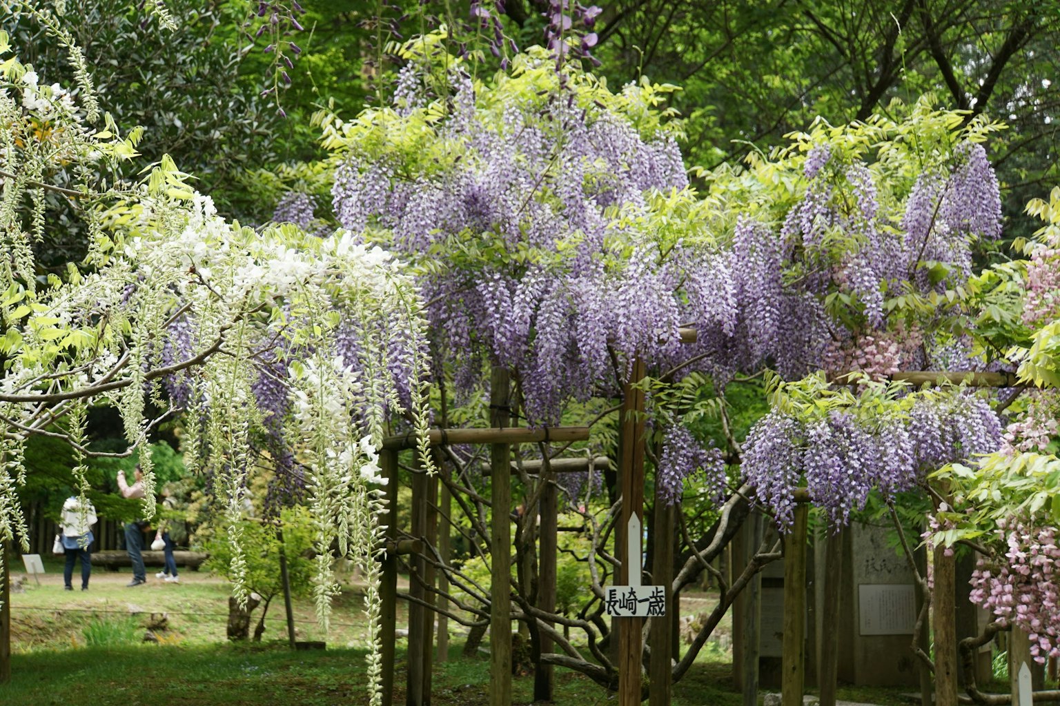 Cảnh vườn với hoa glycine tím và trắng