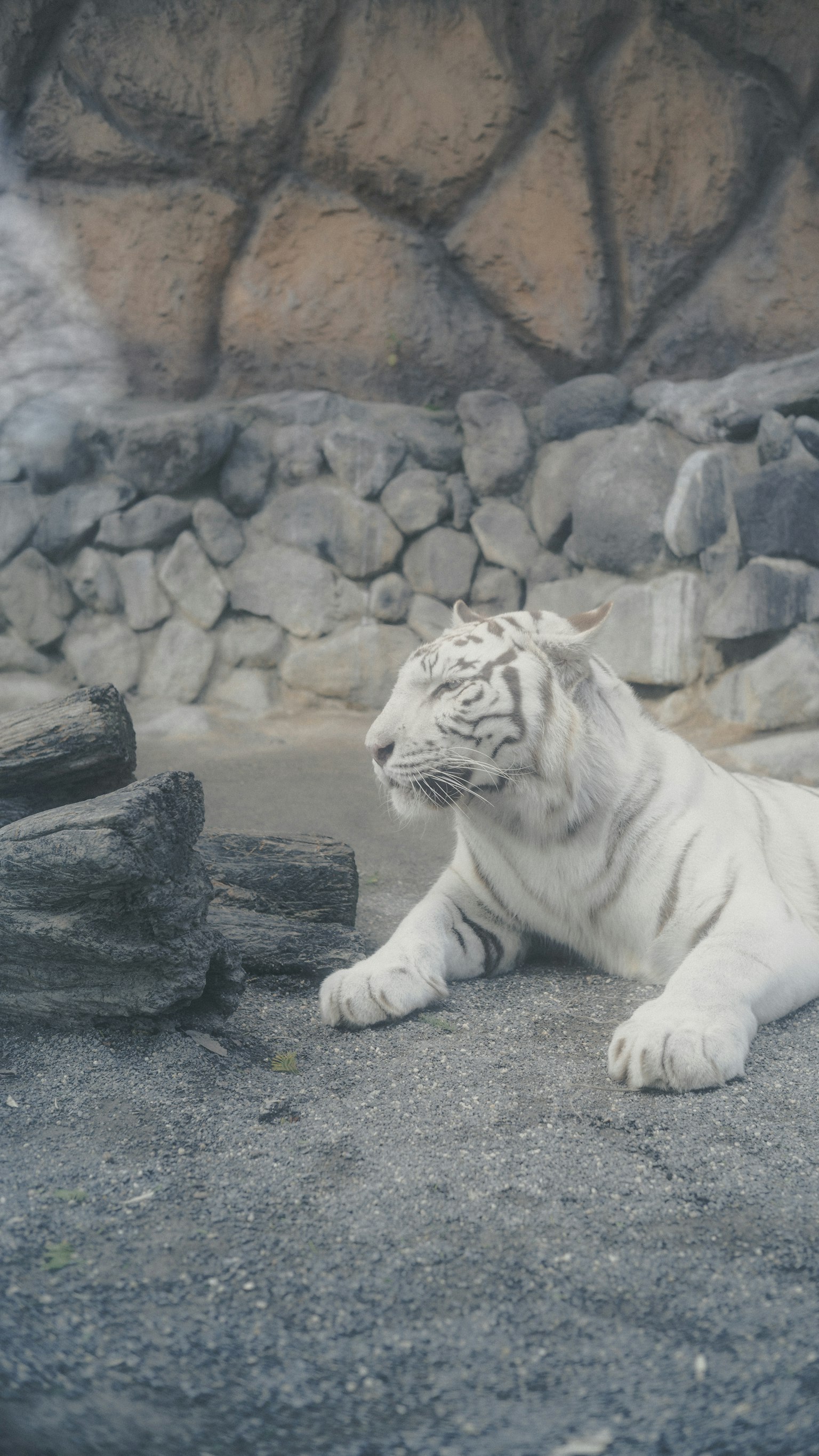 白い虎が岩の上に座っている動物園の風景
