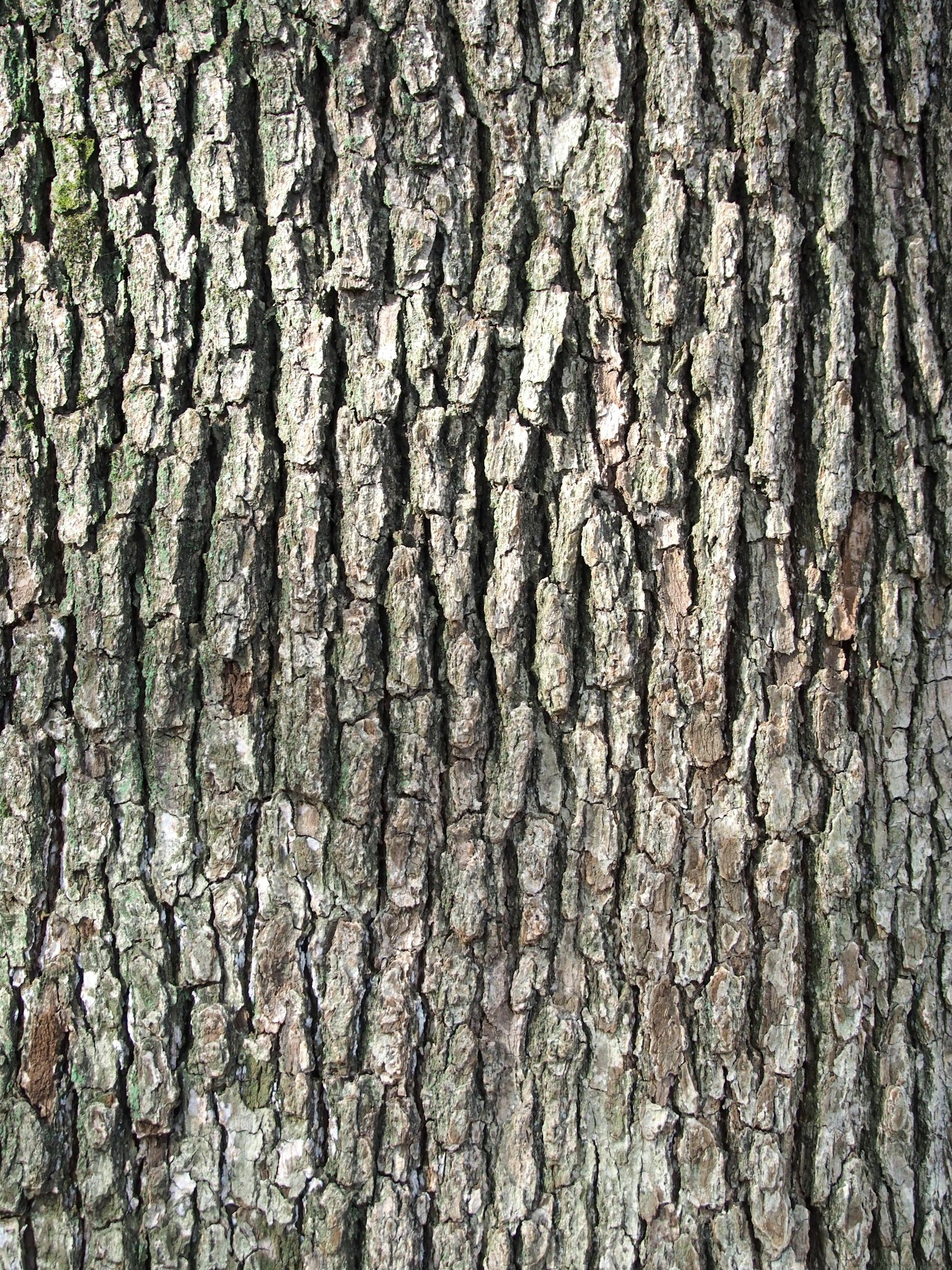 Surface texturée d'un tronc d'arbre avec des rainures et des crêtes verticales dans des nuances de gris