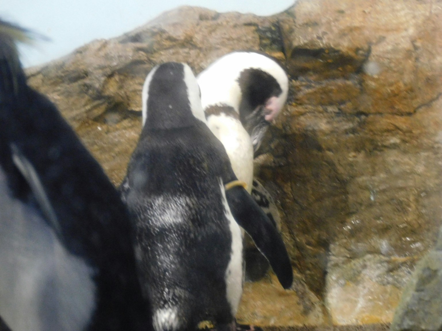 Bild von zwei Pinguinen in der Nähe eines Felsens
