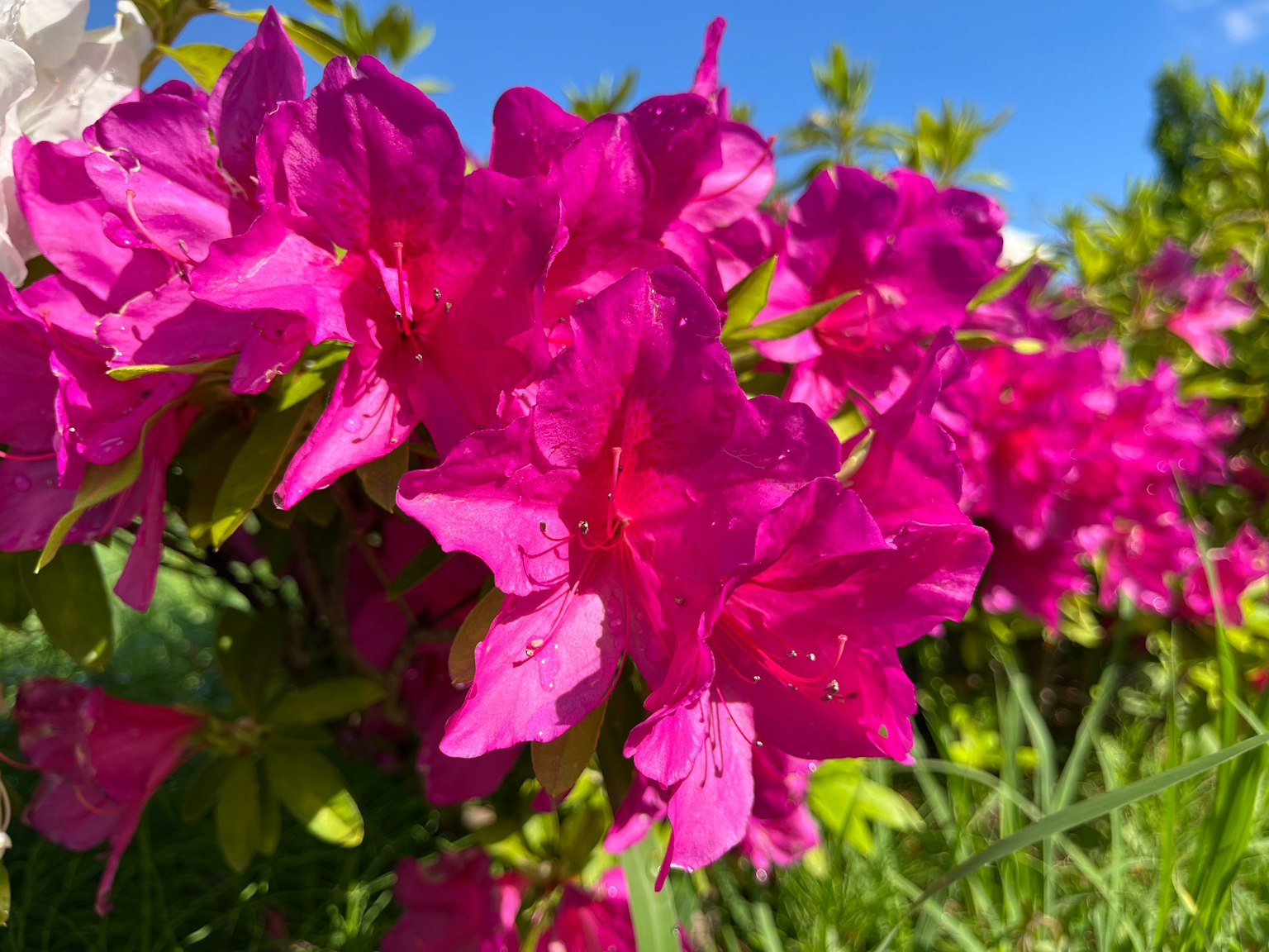 鲜艳的粉色杜鹃花上点缀着水滴