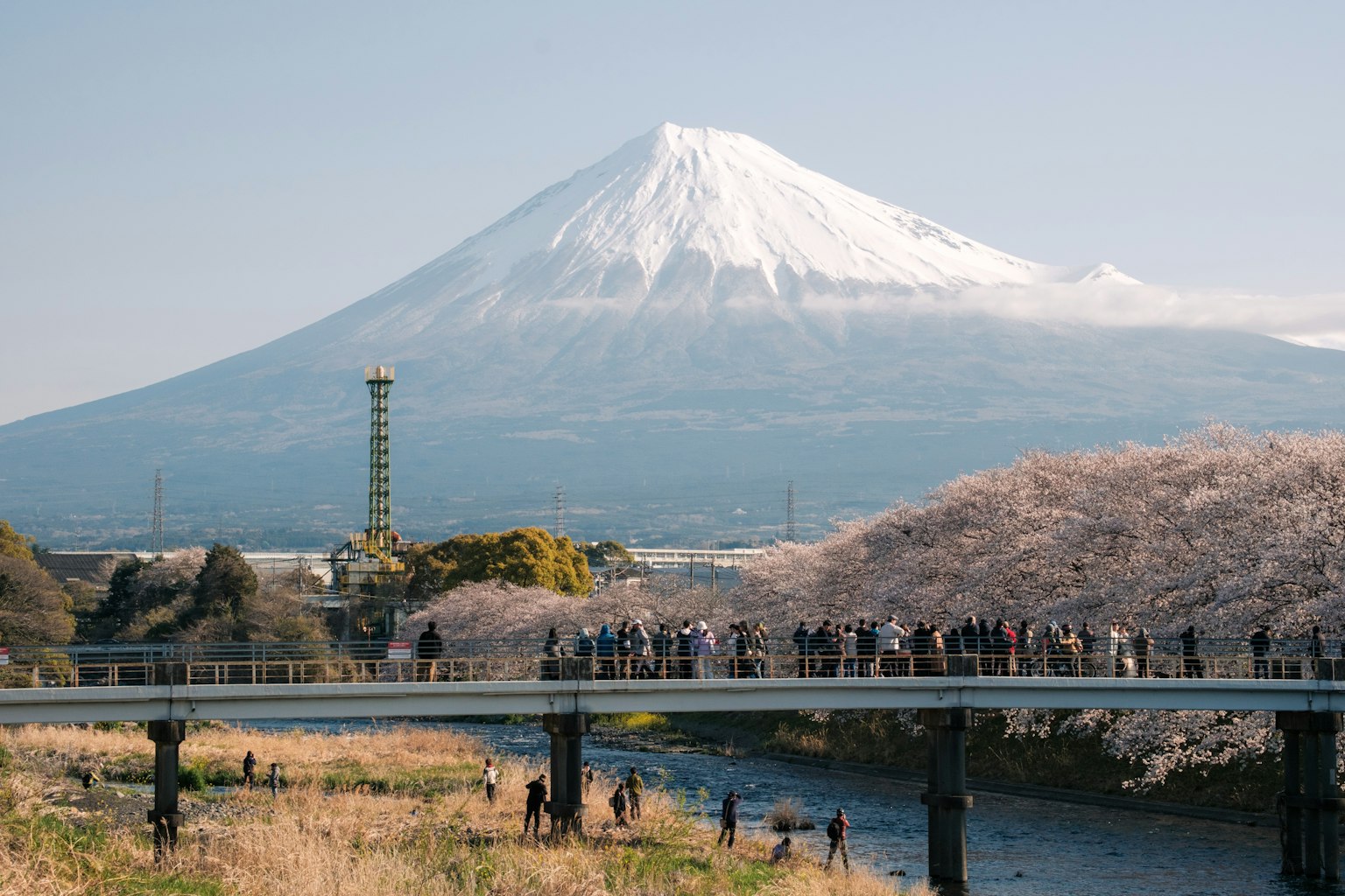 Gunung Fuji dengan pohon sakura dan orang-orang di jembatan