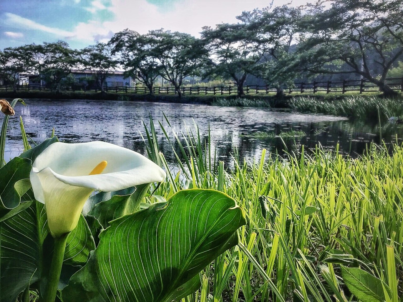 湖边的白色马蹄莲花和绿色叶子，周围有树木