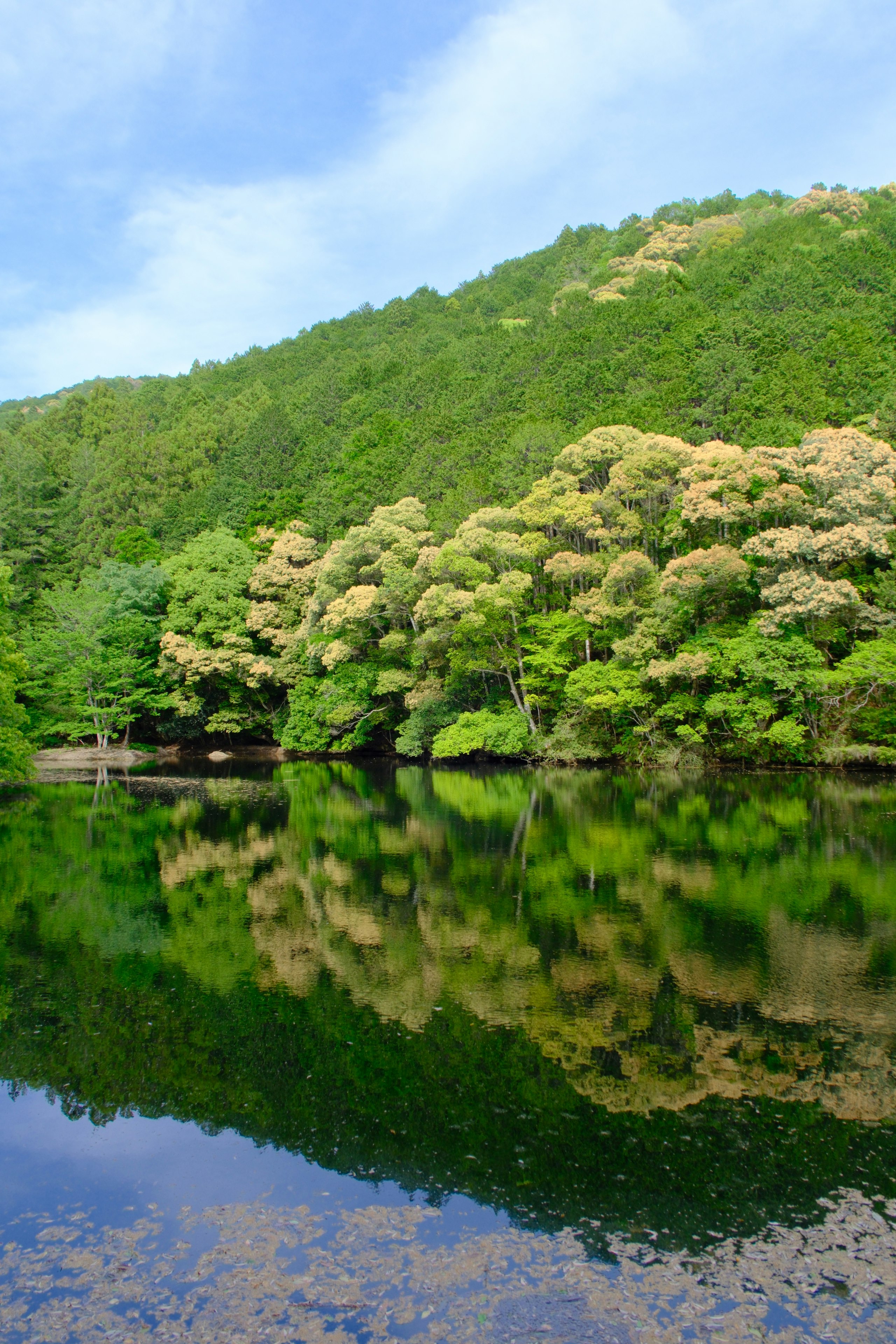 緑の山と森が水面に映る湖畔の景色