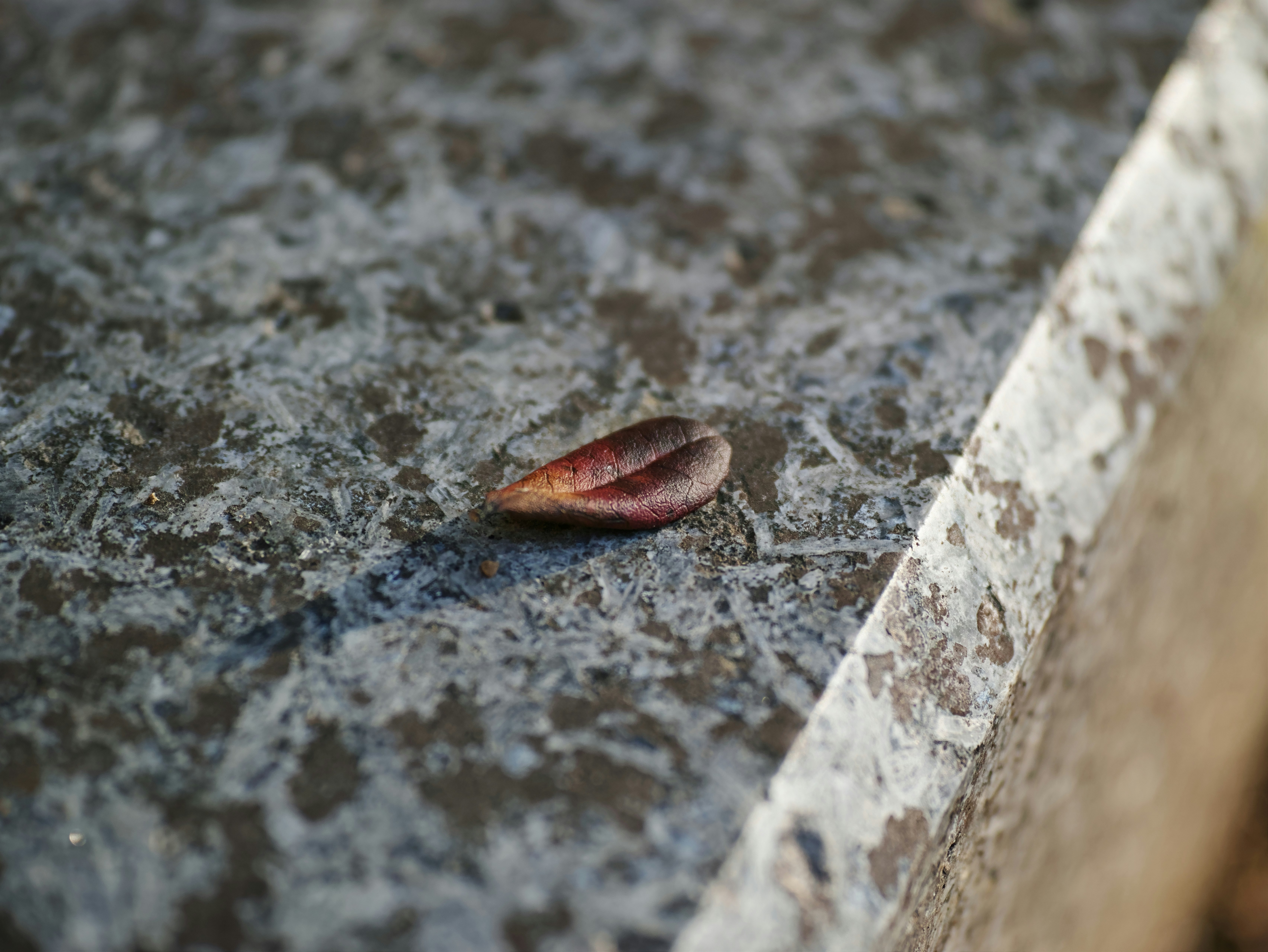 close-up daun gugur di atas batu paving