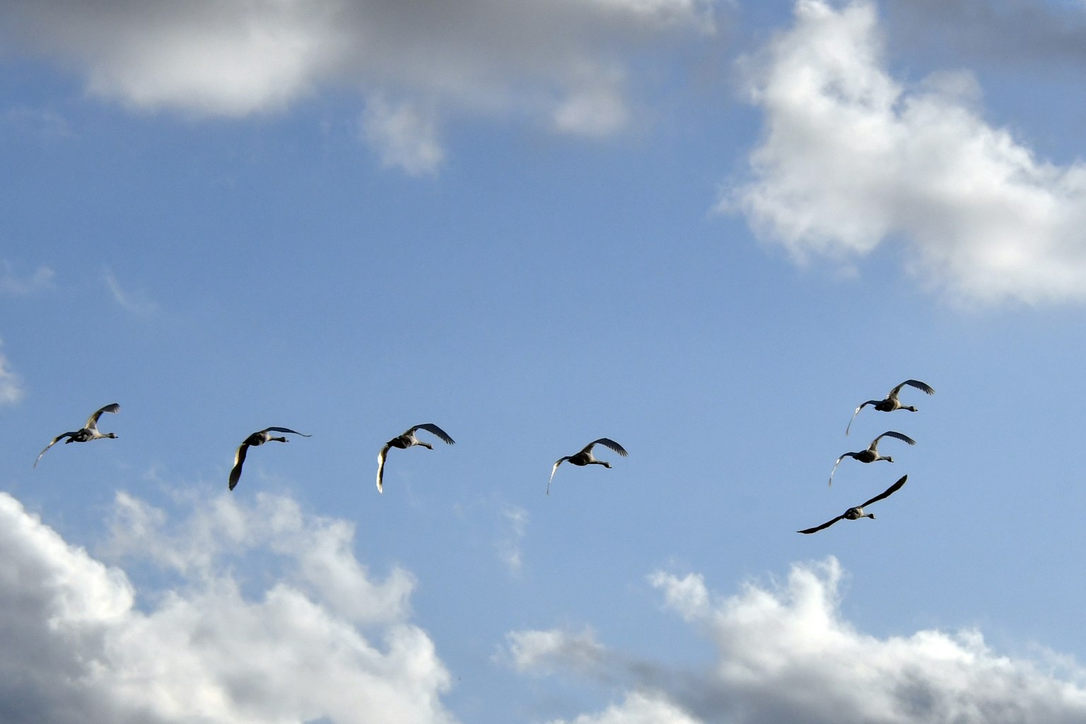 Un groupe d'oiseaux blancs volant contre un ciel bleu