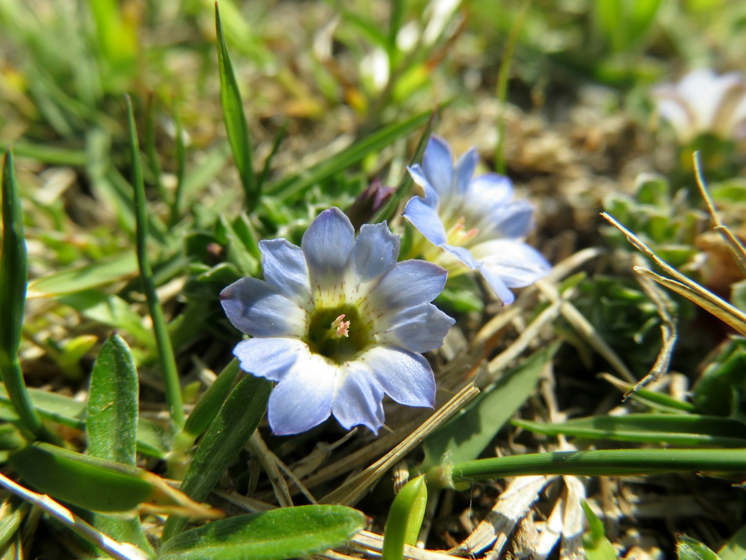 Acercamiento de flores azules floreciendo entre la hierba