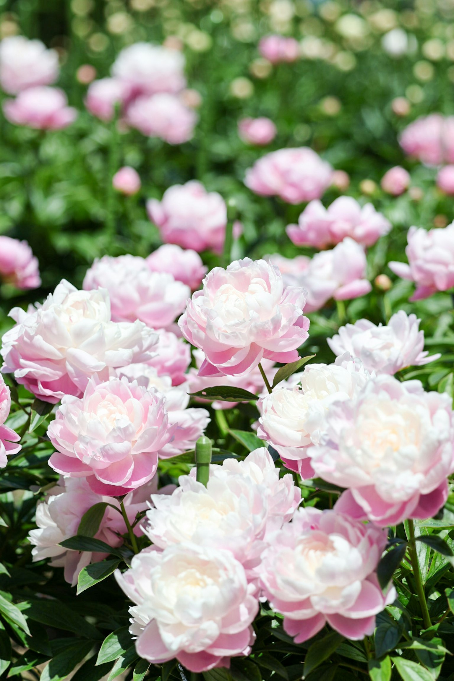 A vibrant garden filled with blooming peony flowers in shades of pink and white
