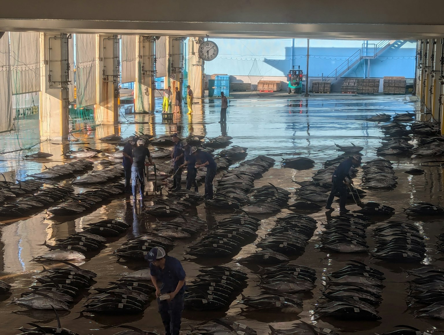 Trabajadores clasificando pescado en un mercado de pescado con reflejos en el suelo mojado