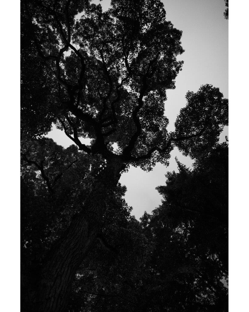 sagome di grandi alberi contro il cielo