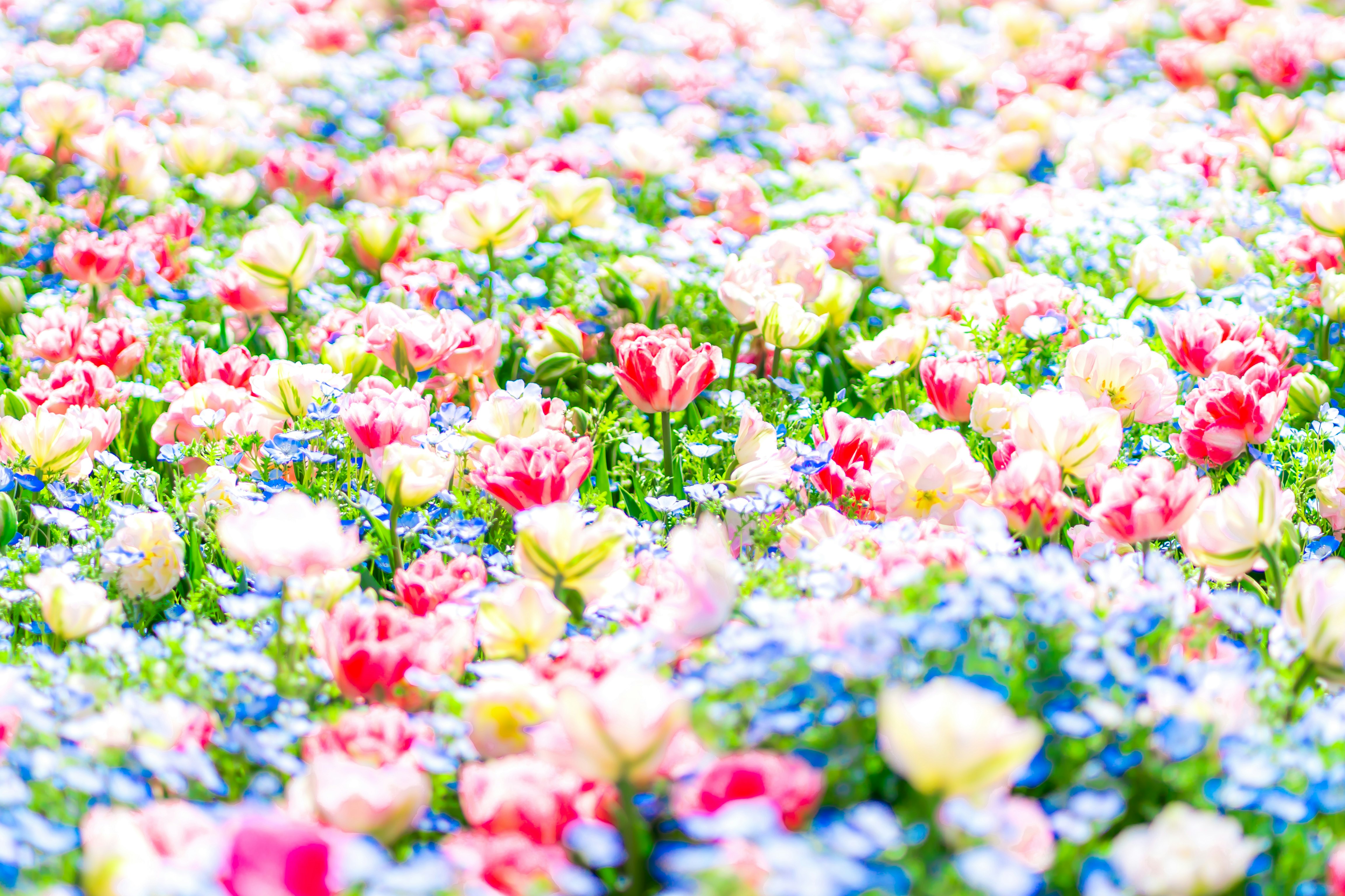 色とりどりのチューリップが咲き誇る花畑