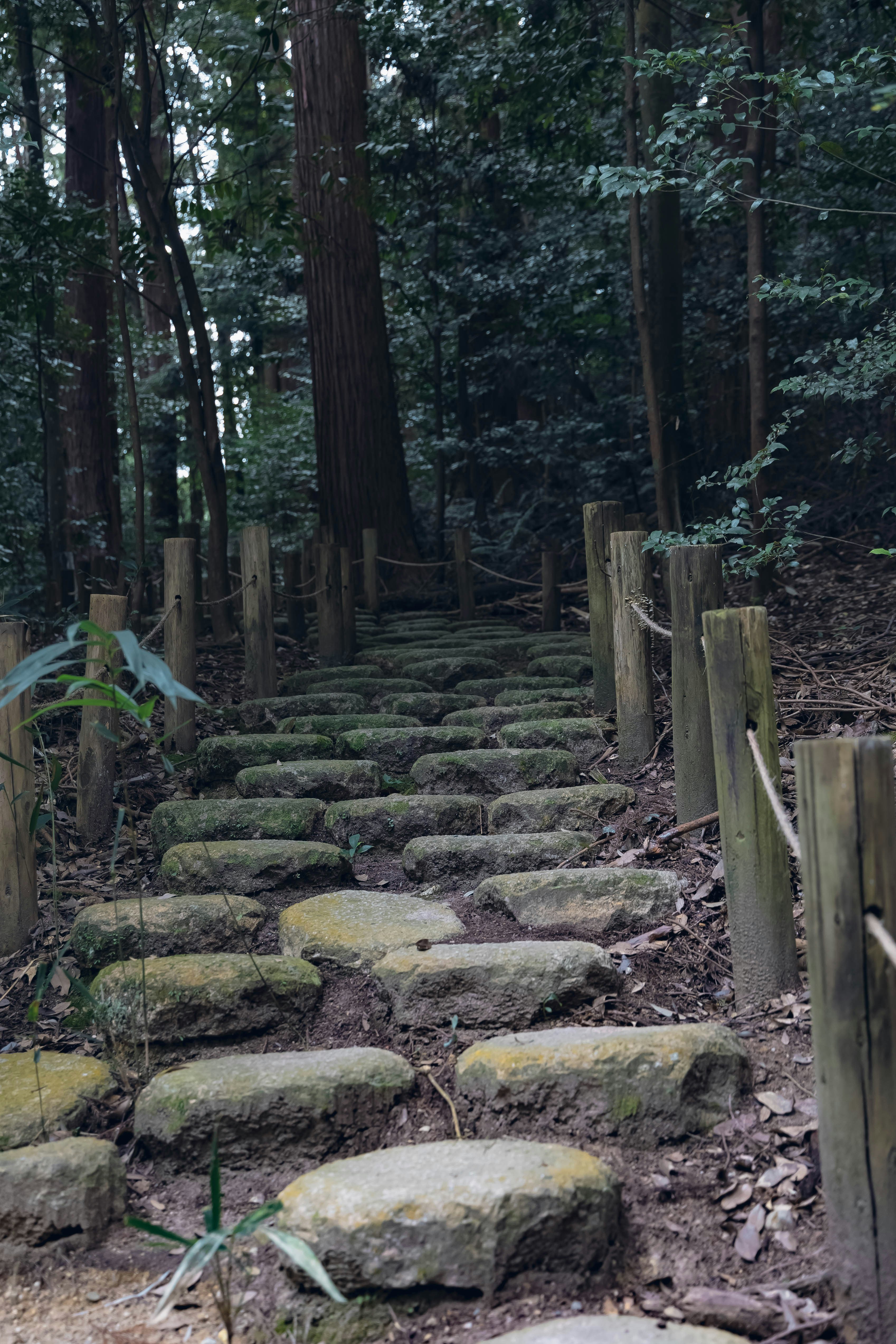 石畳の小路と苔むした段差のある森の小道