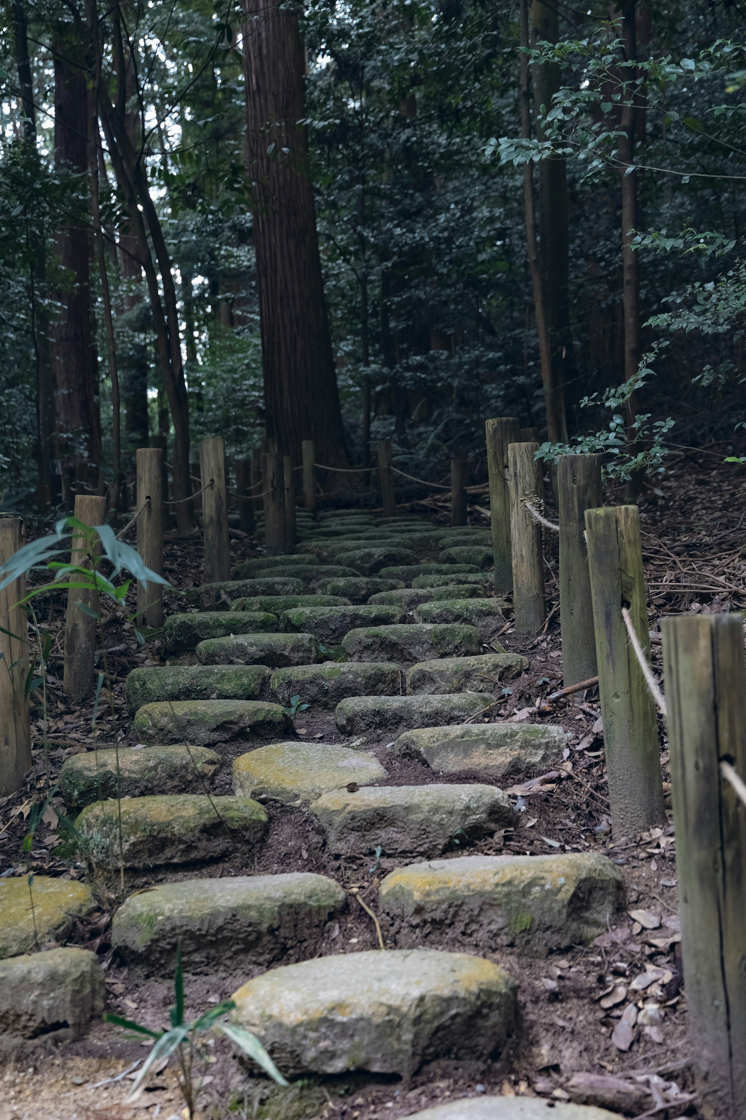 Stone steps lead through a forest path surrounded by green trees