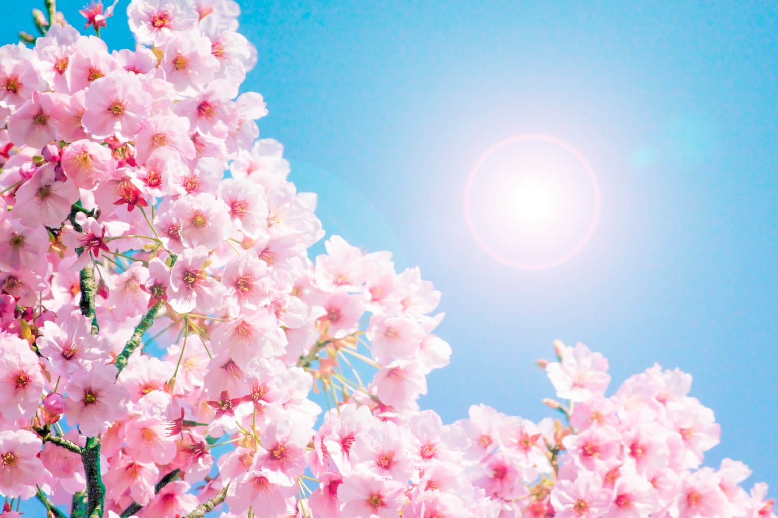 Cherry blossoms blooming under a clear blue sky with bright sunlight