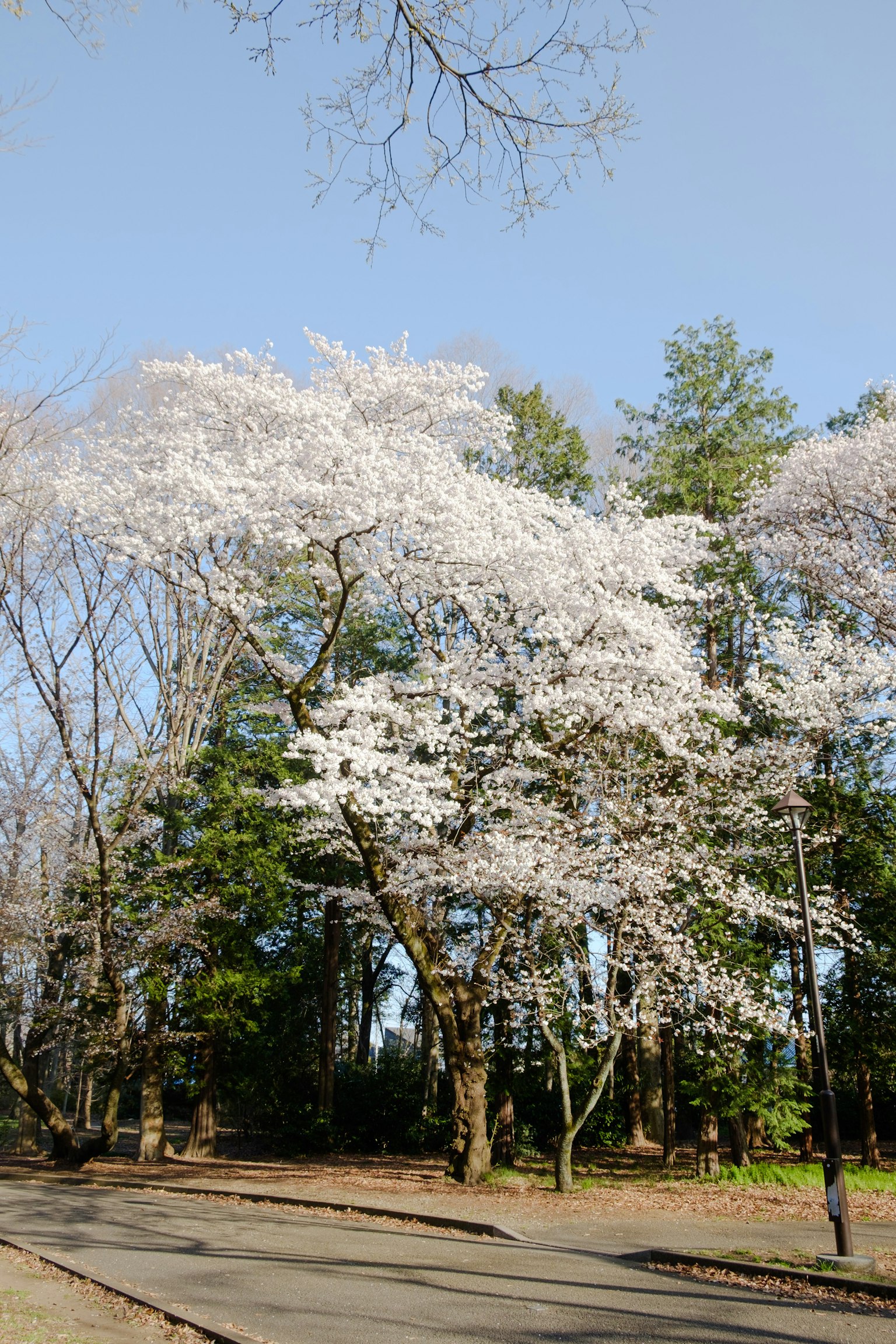 Una scena di parco con un ciliegio in fiore con fiori bianchi