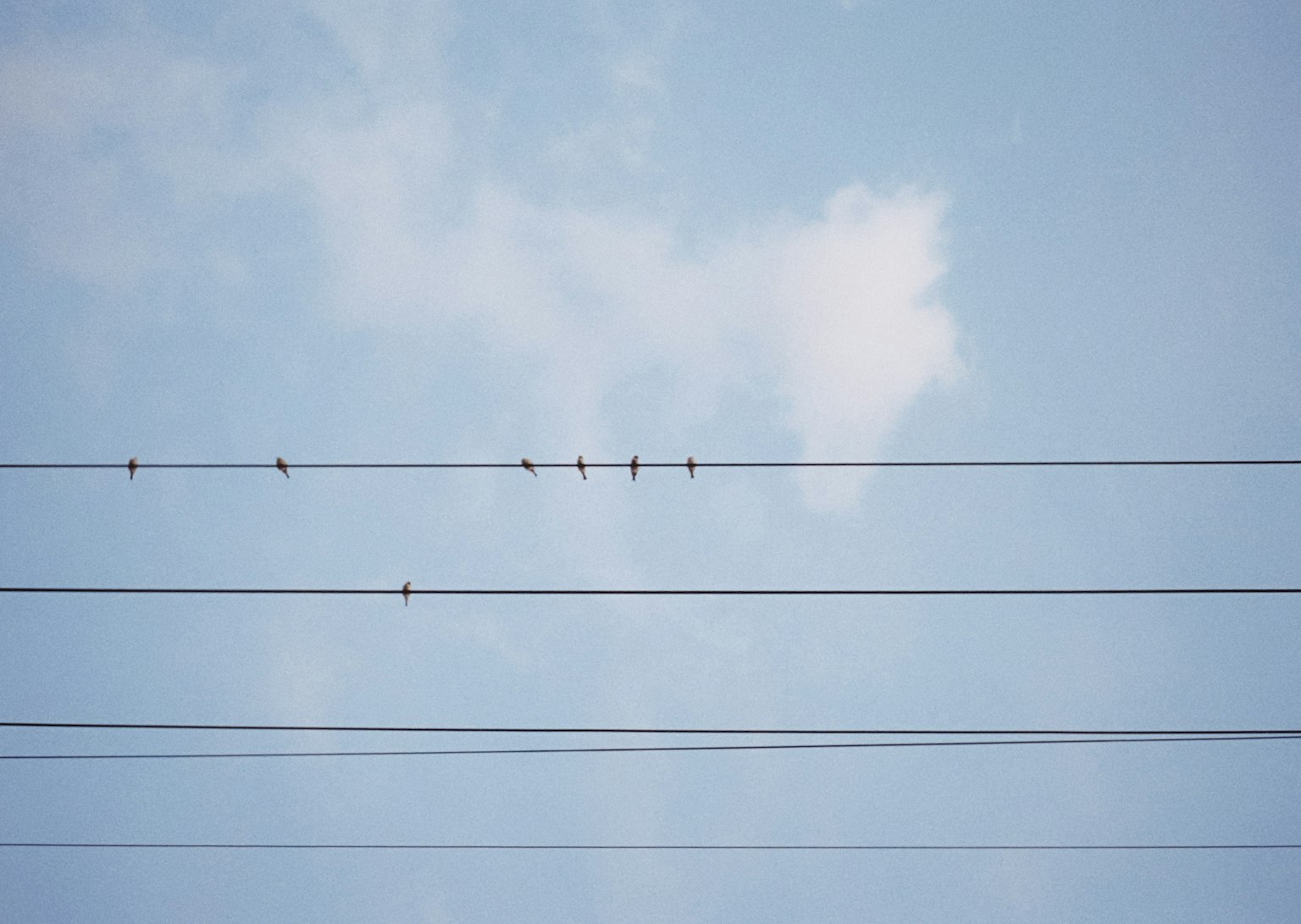 Des oiseaux perchés sur des lignes électriques sous un ciel bleu