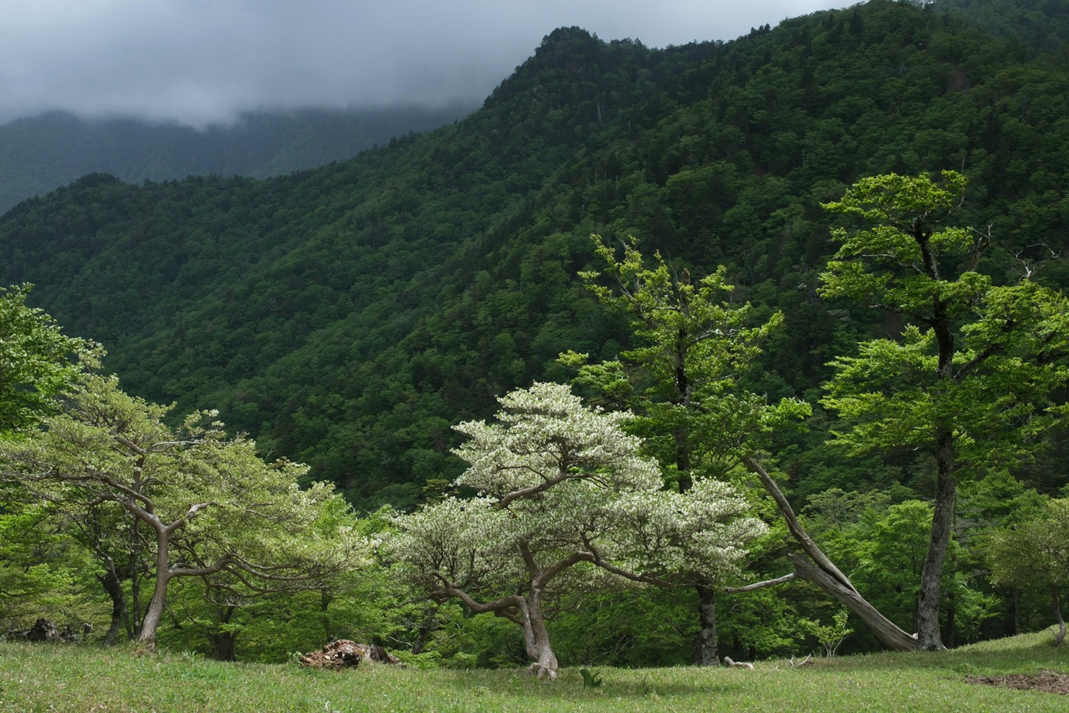 Landscape of green mountains with trees in bloom