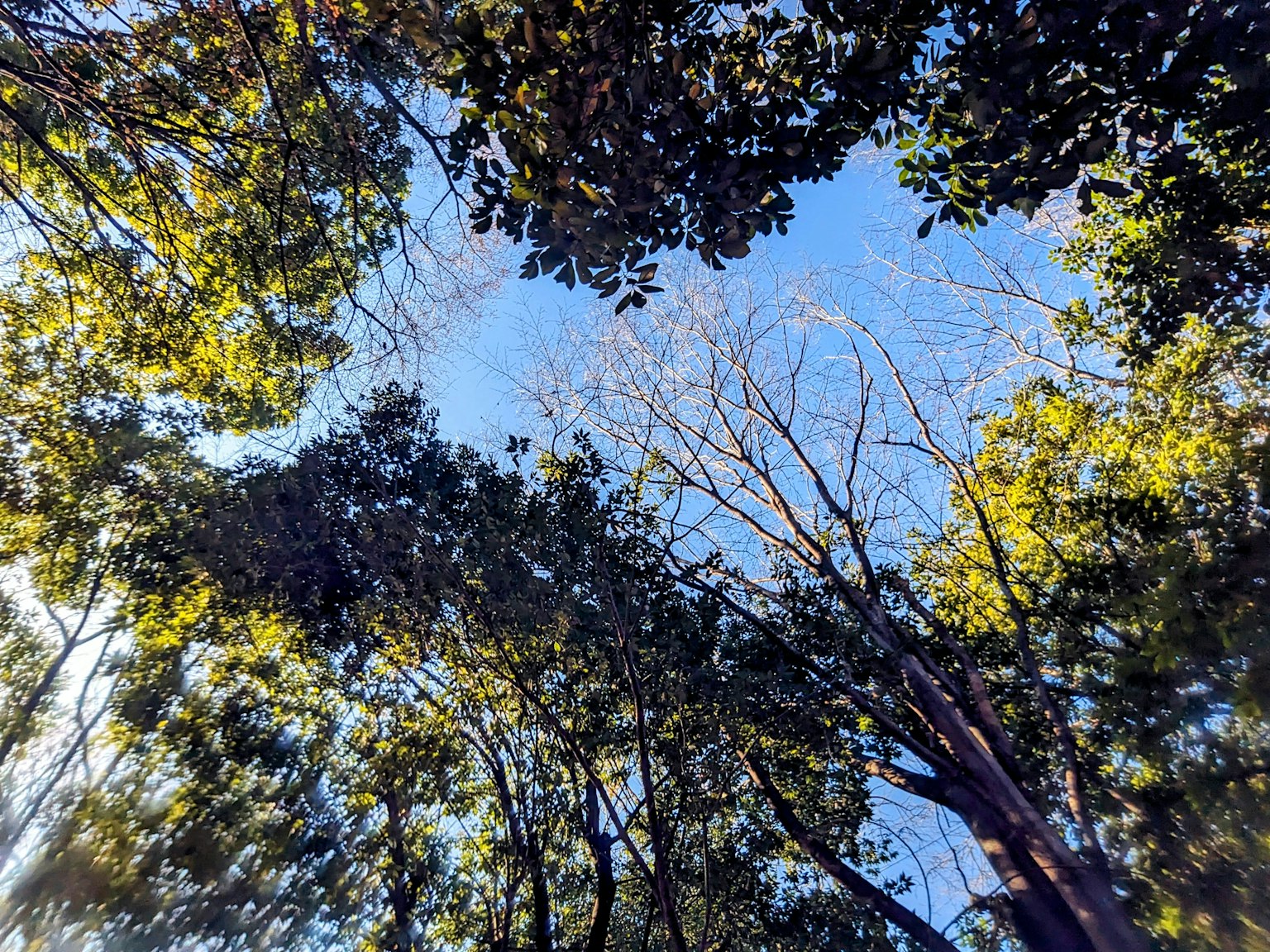 Pemandangan pohon dan langit biru dari bawah dengan daun hijau yang cerah