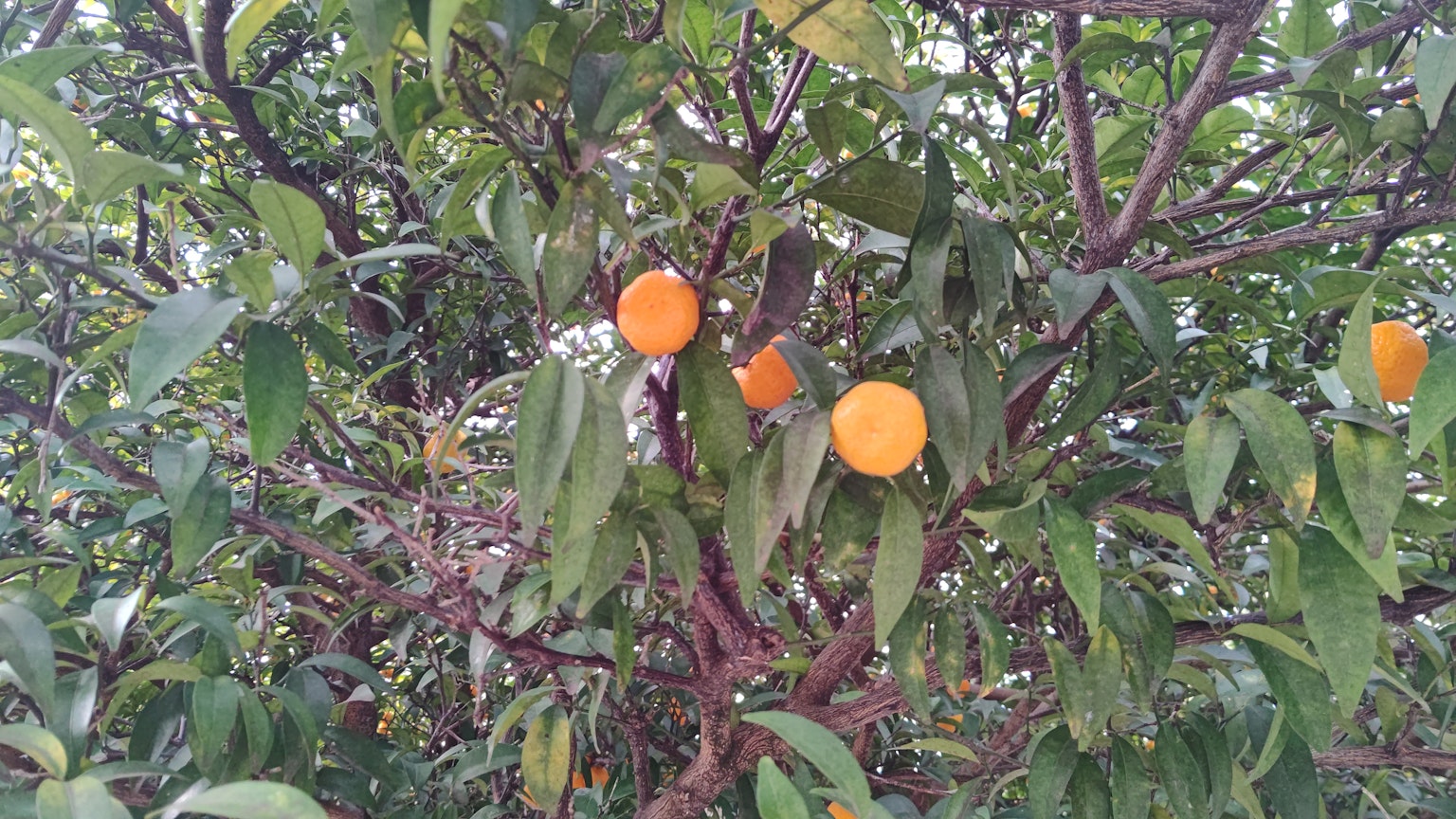 Ramas de un árbol con frutas naranjas y hojas verdes