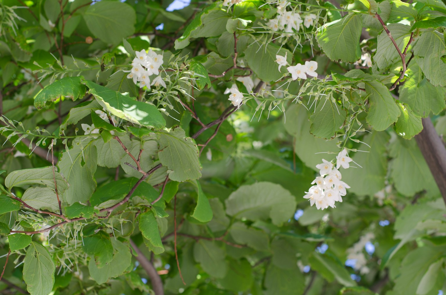 Ramas de un árbol con flores blancas y hojas verdes