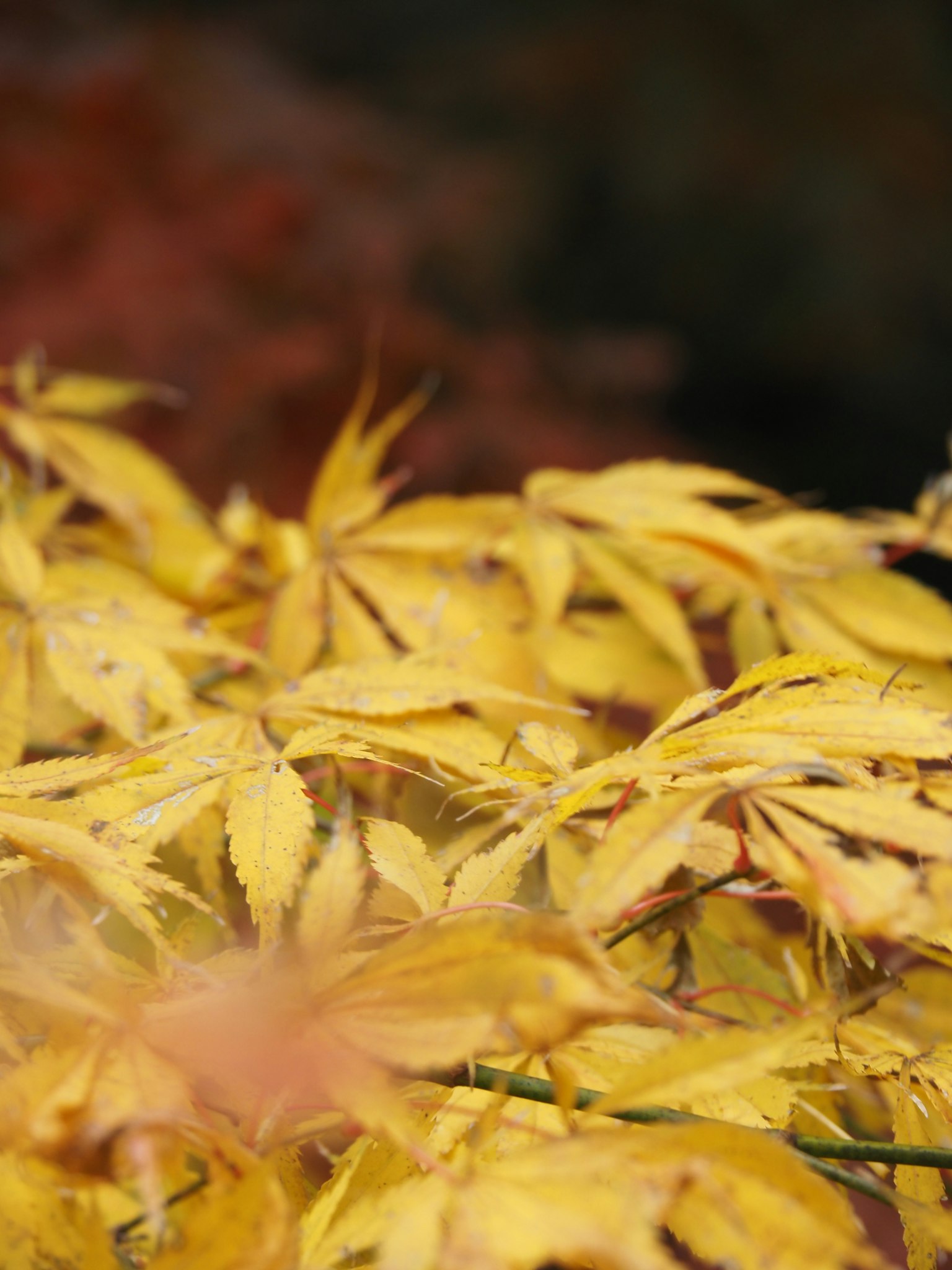 Primo piano di foglie gialle sovrapposte in autunno