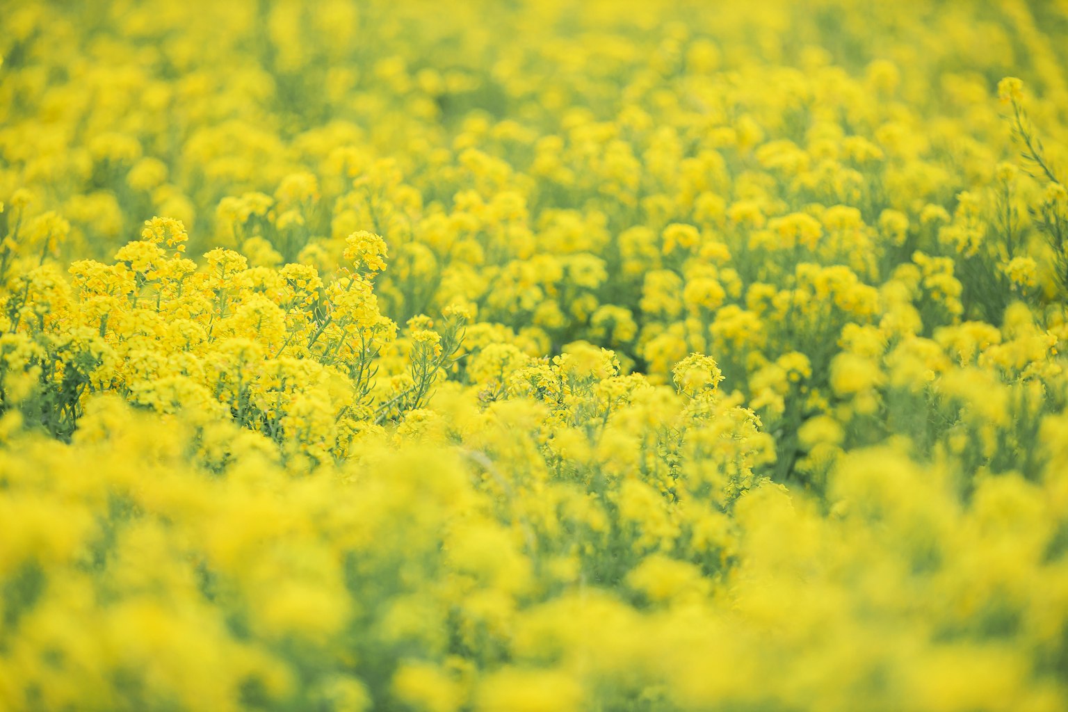 Vast field of blooming yellow flowers