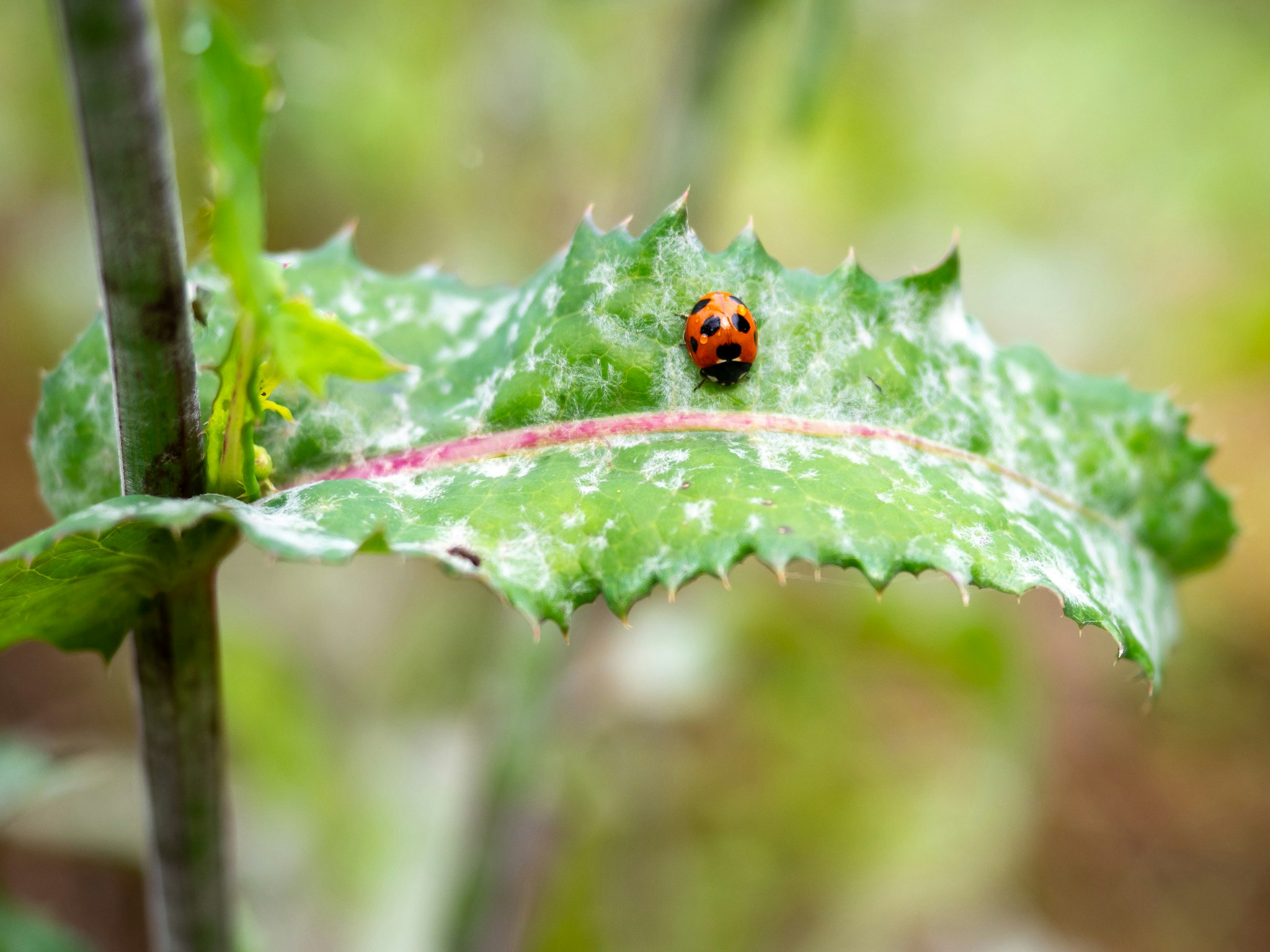 macro of a ladybug on a leaf