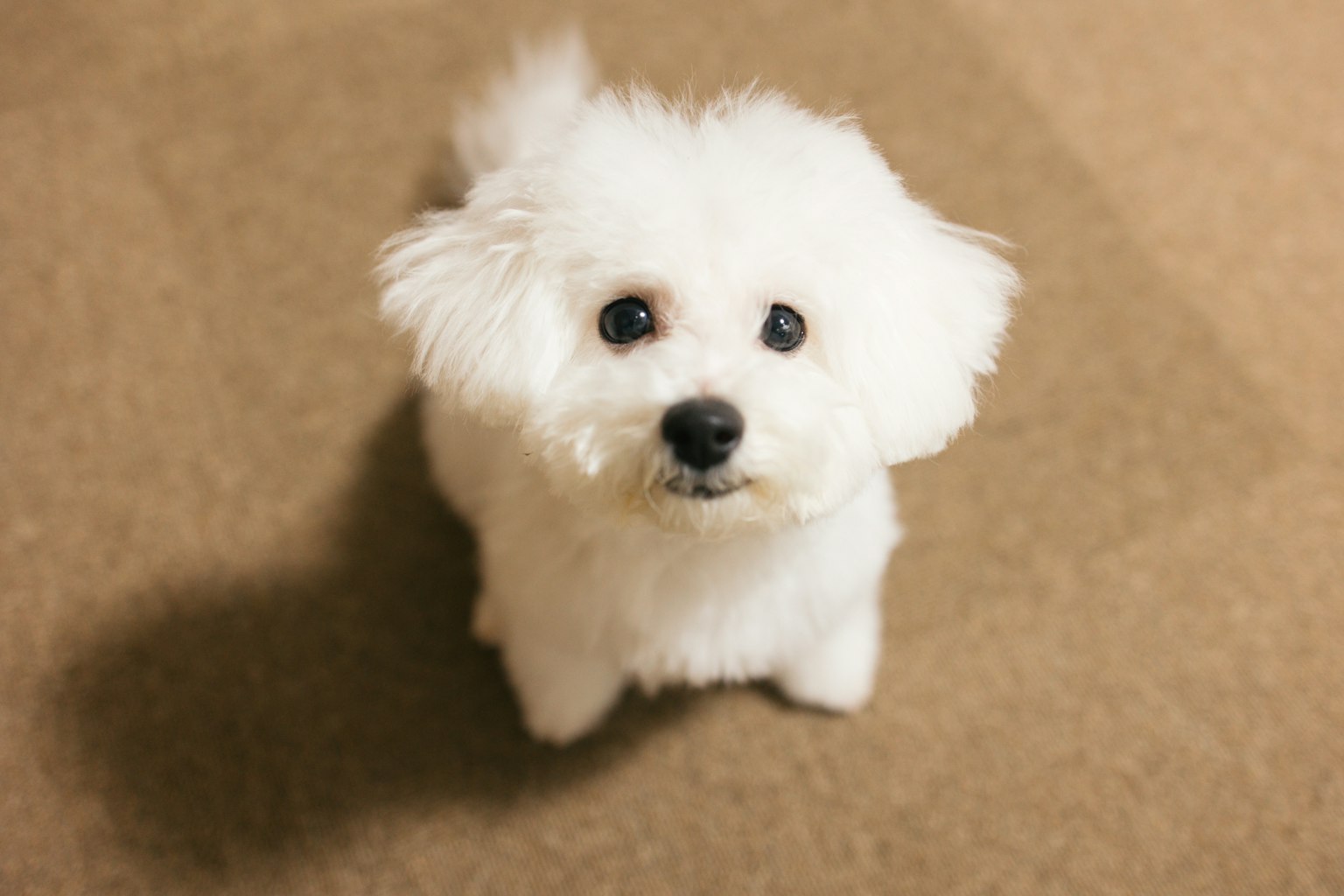 Un cane bianco carino che guarda la macchina fotografica