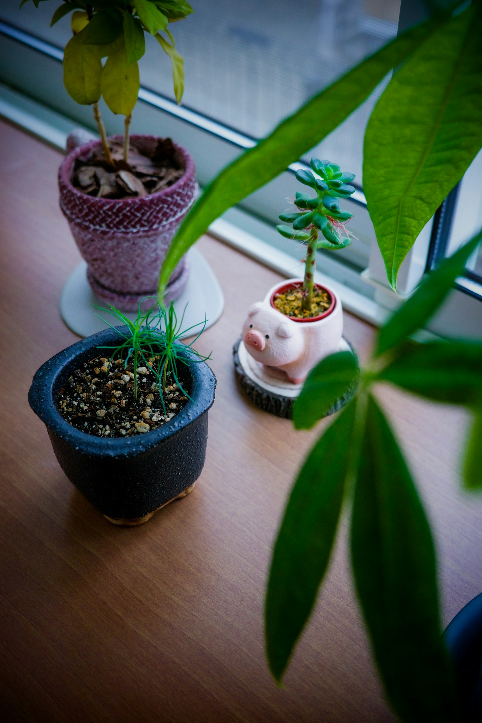 窗边的盆栽植物和粉色猪形花盆