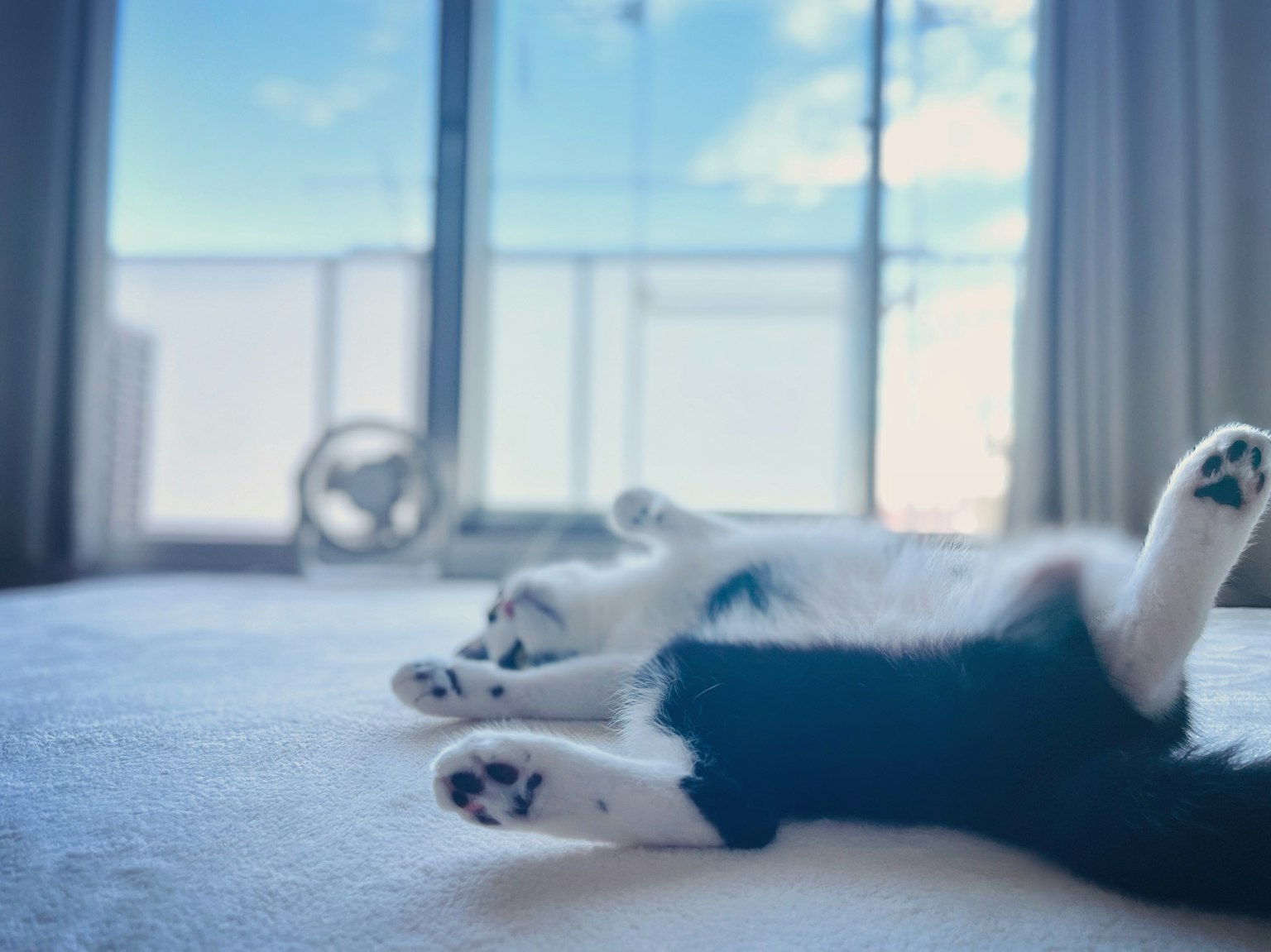 Un gatto bianco sdraiato sulla schiena in una stanza con vista