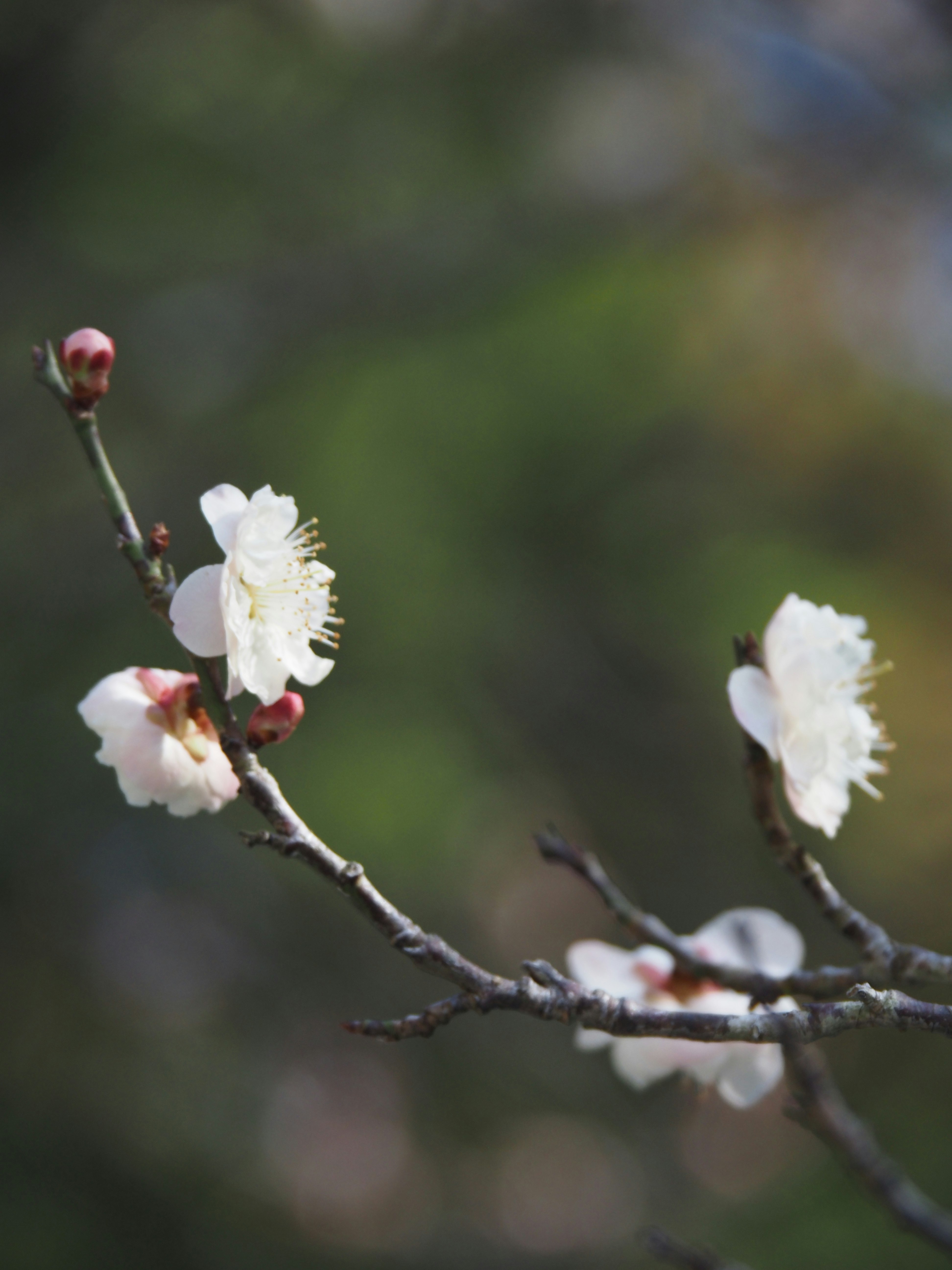 梅の花が咲く枝先のアップ