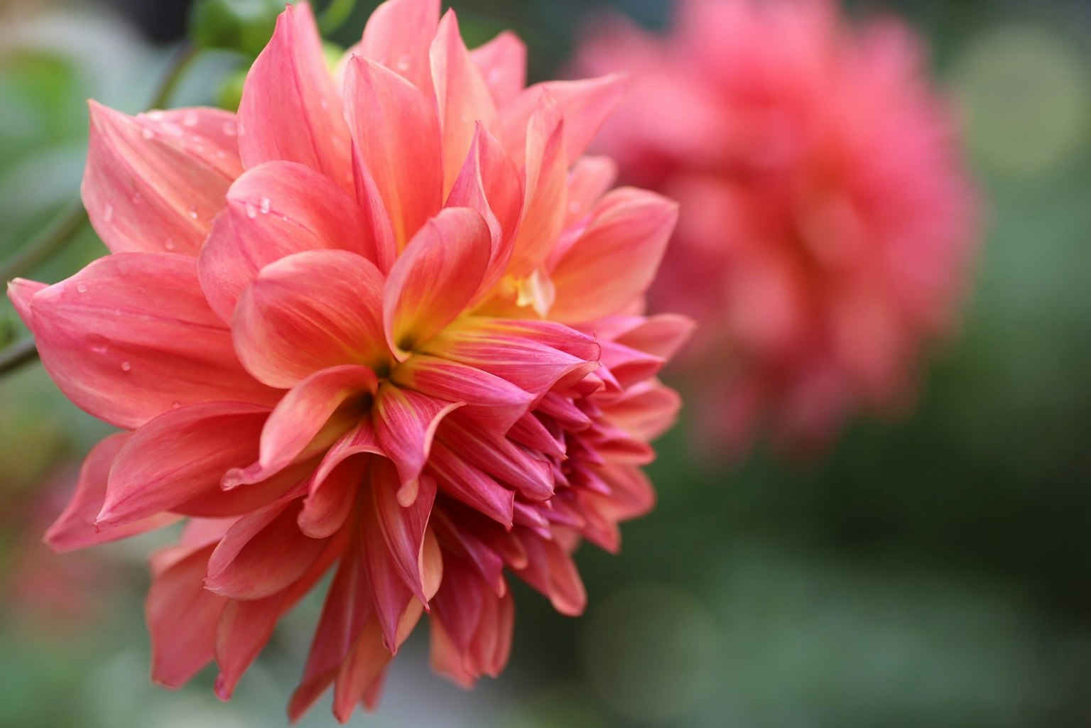 Flor de dalia rosa vibrante en primer plano con flores borrosas de fondo