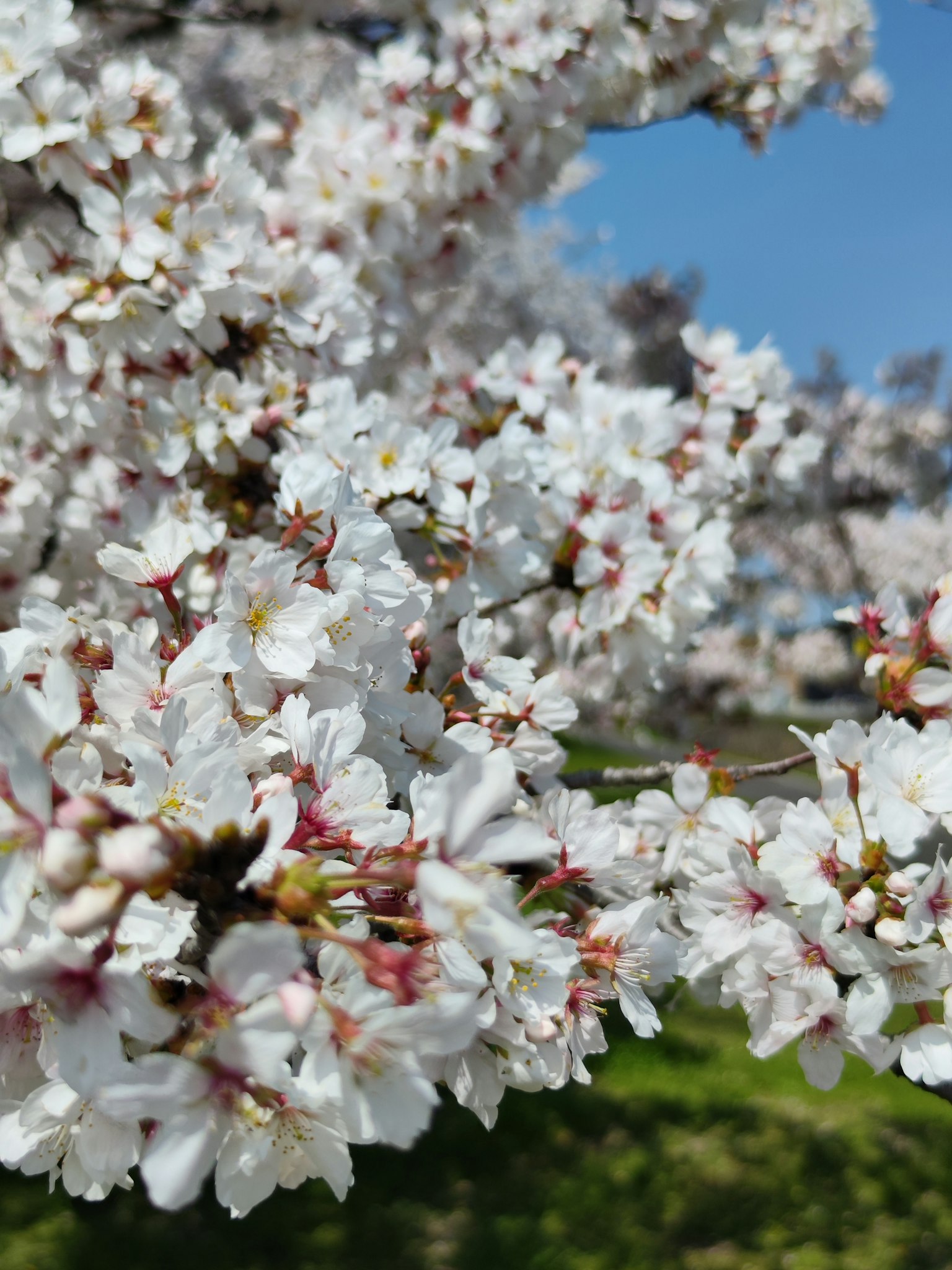 Acercamiento de flores de cerezo con cielo azul y fondo verde