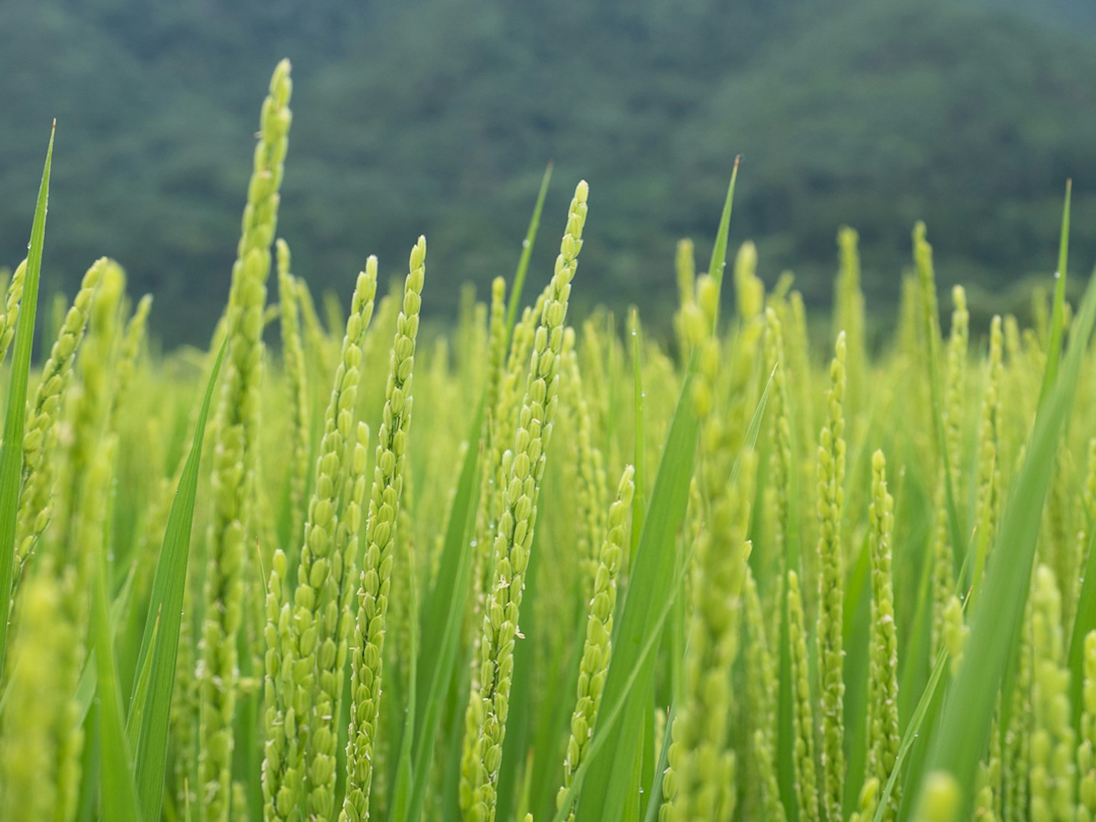 Tanaman padi hijau subur di ladang