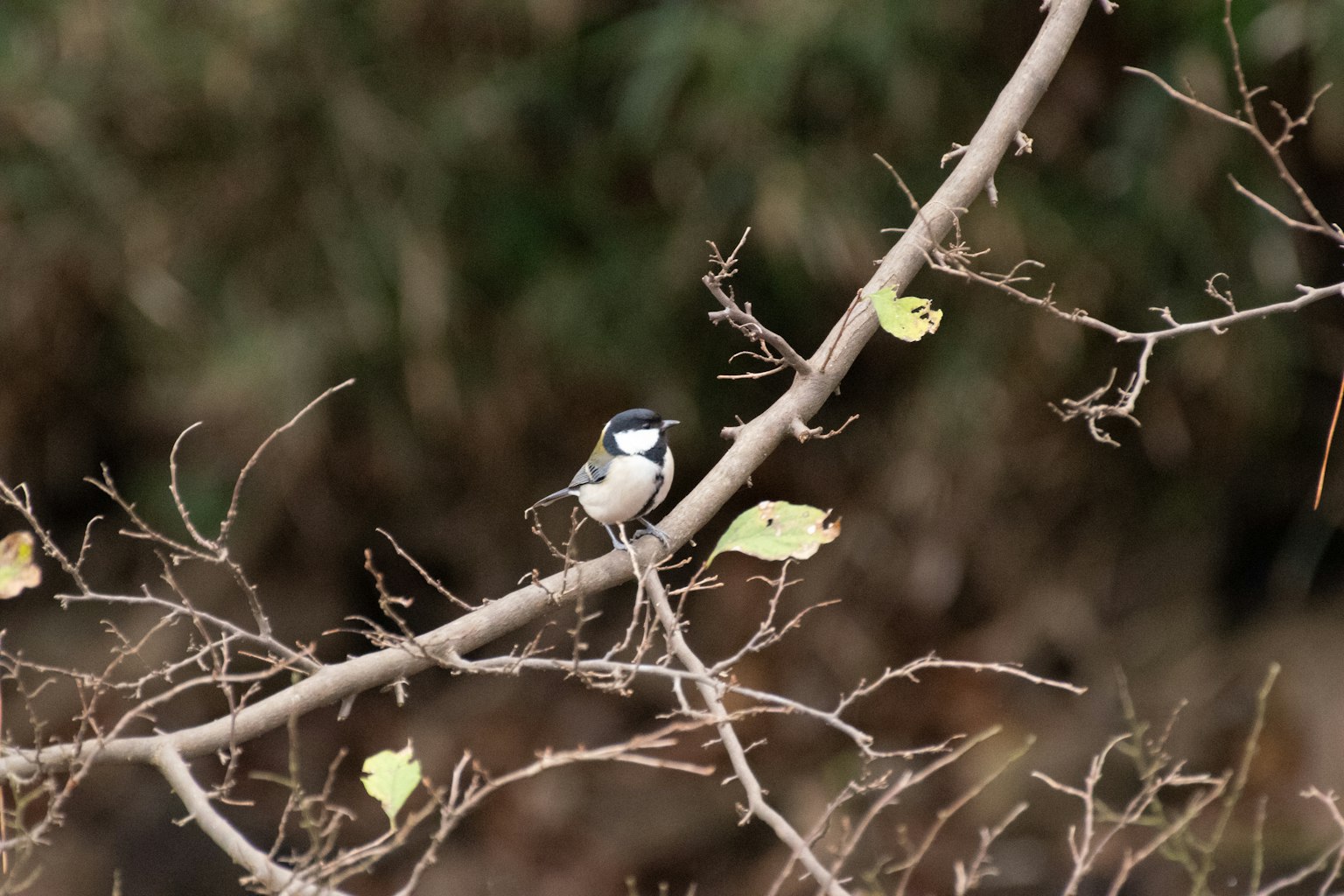A small bird perched on a branch with sparse leaves