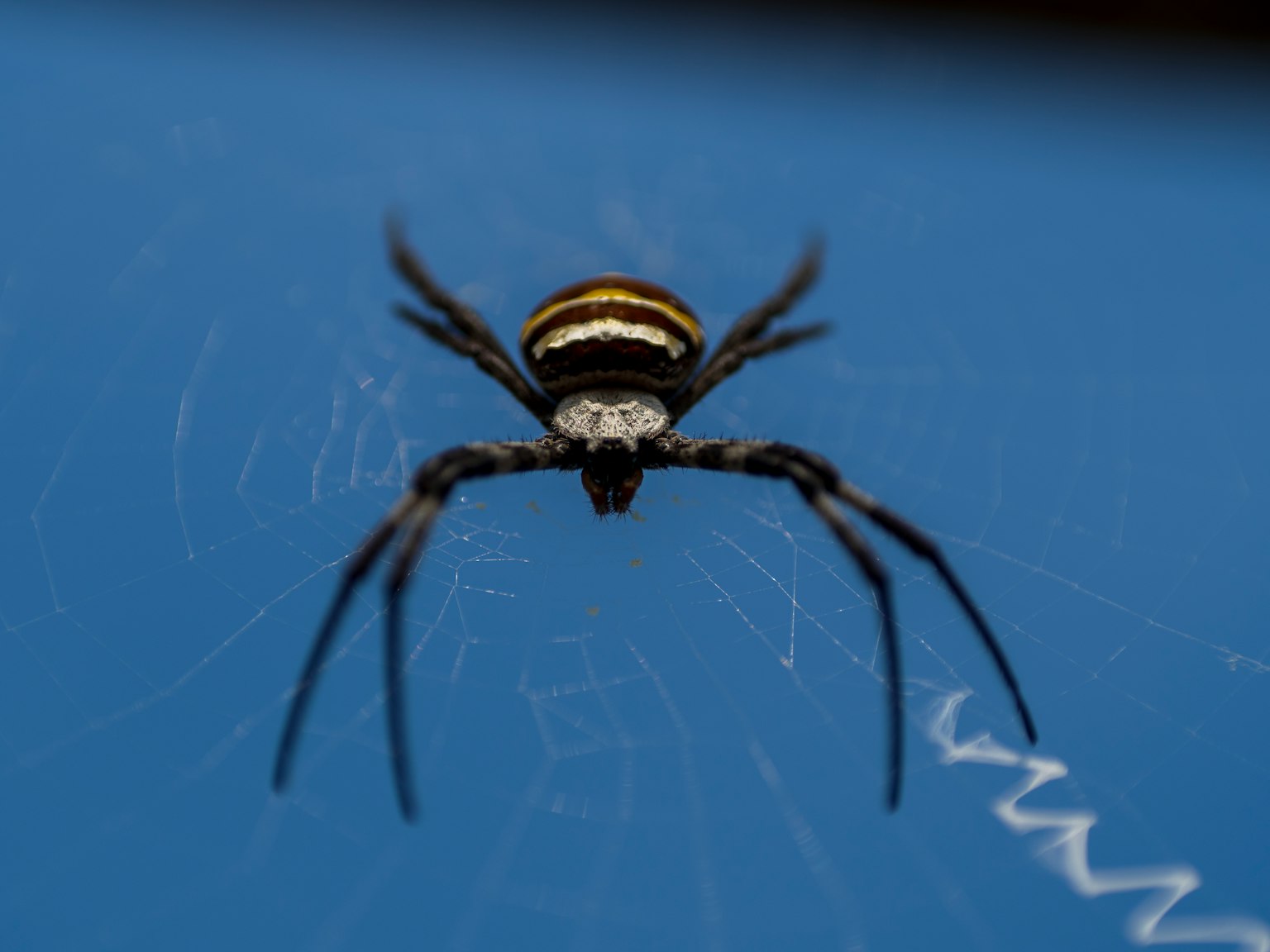 Una araña con rayas negras y amarillas está centrada en un fondo azul