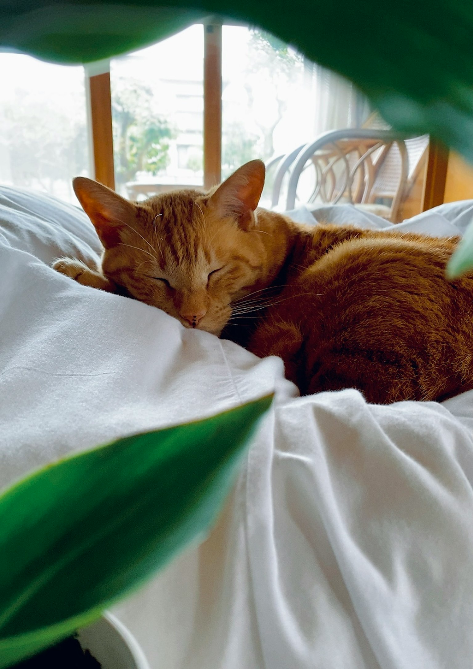 Kucing oranye tidur di atas sprei putih dengan cahaya alami masuk