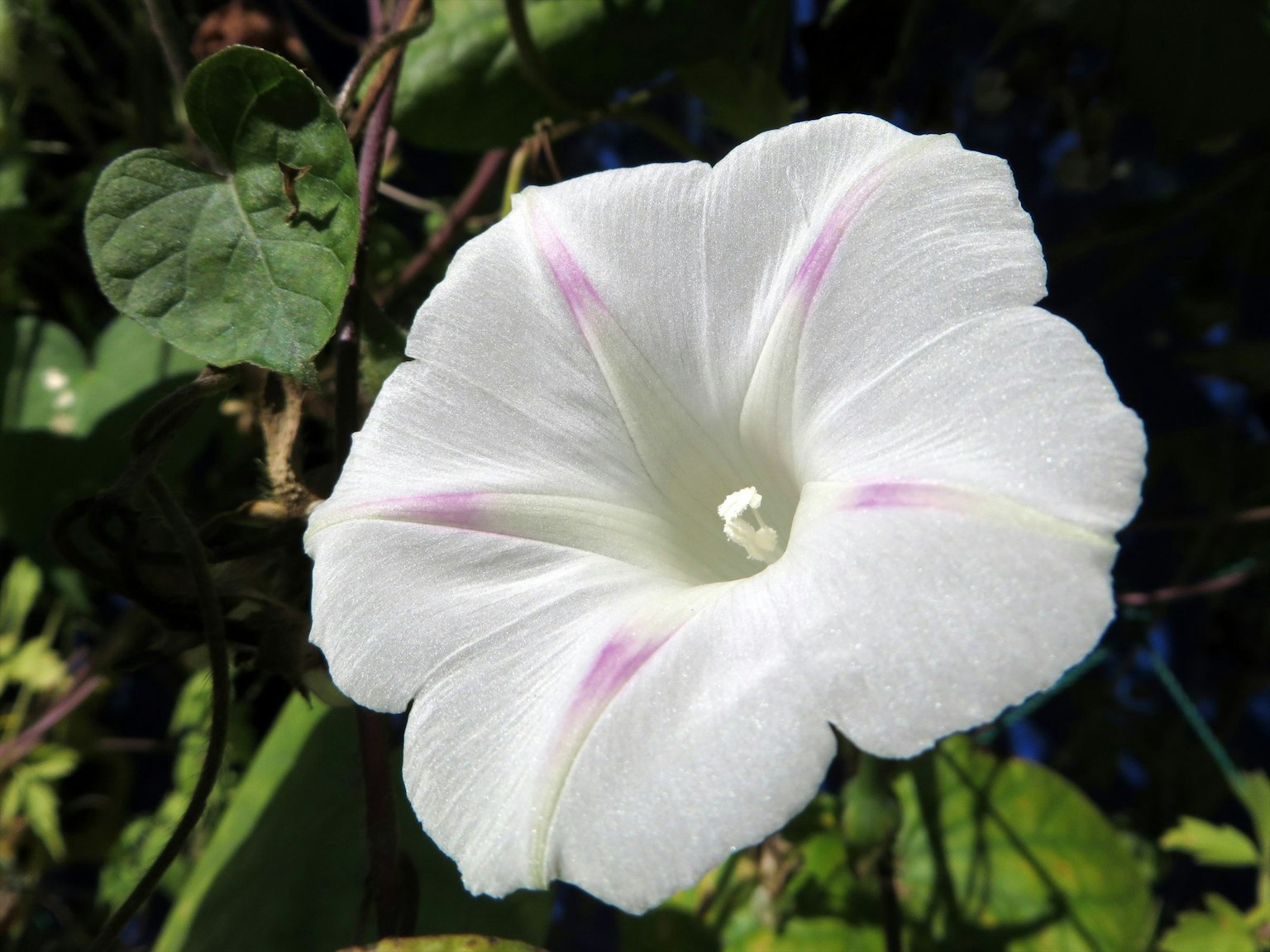 Fleur blanche avec des rayures violettes claires sur les pétales