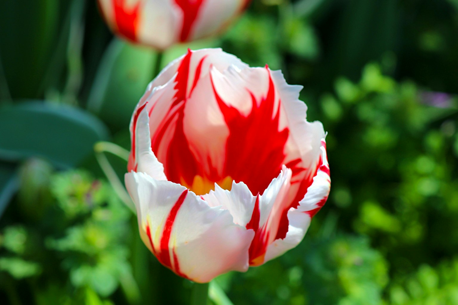 Sebuah tulip berbunga dengan garis merah dan putih
