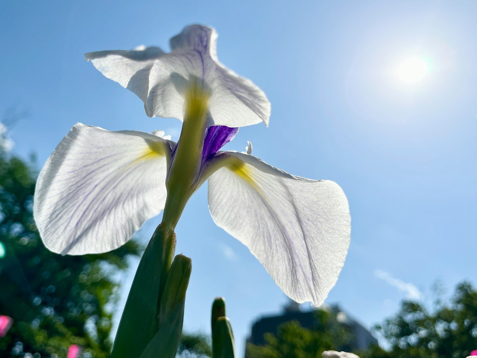 Rückansicht einer weißen Blume mit lila Akzenten vor blauem Himmel