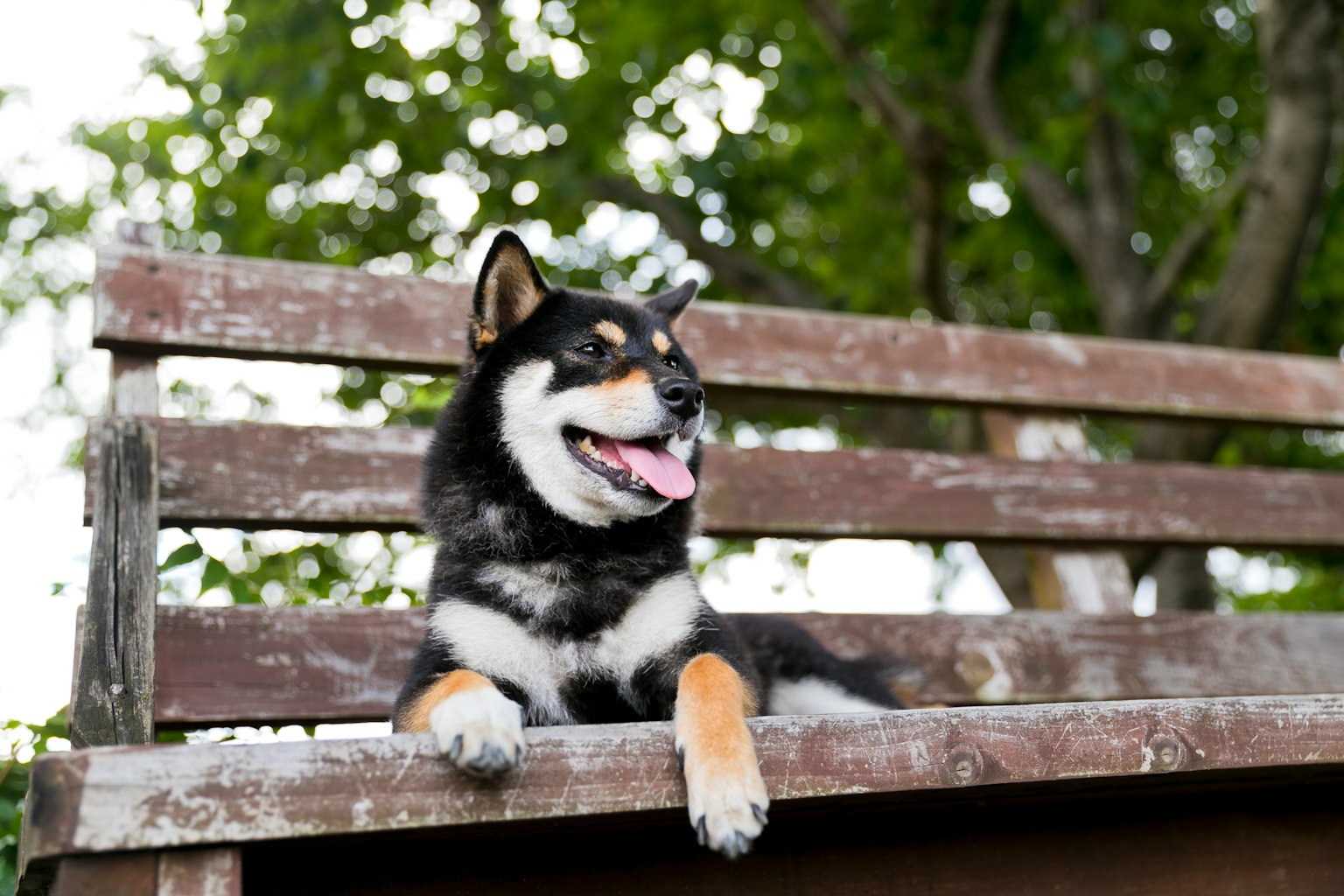 公園長椅上悠閒的黑色柴犬